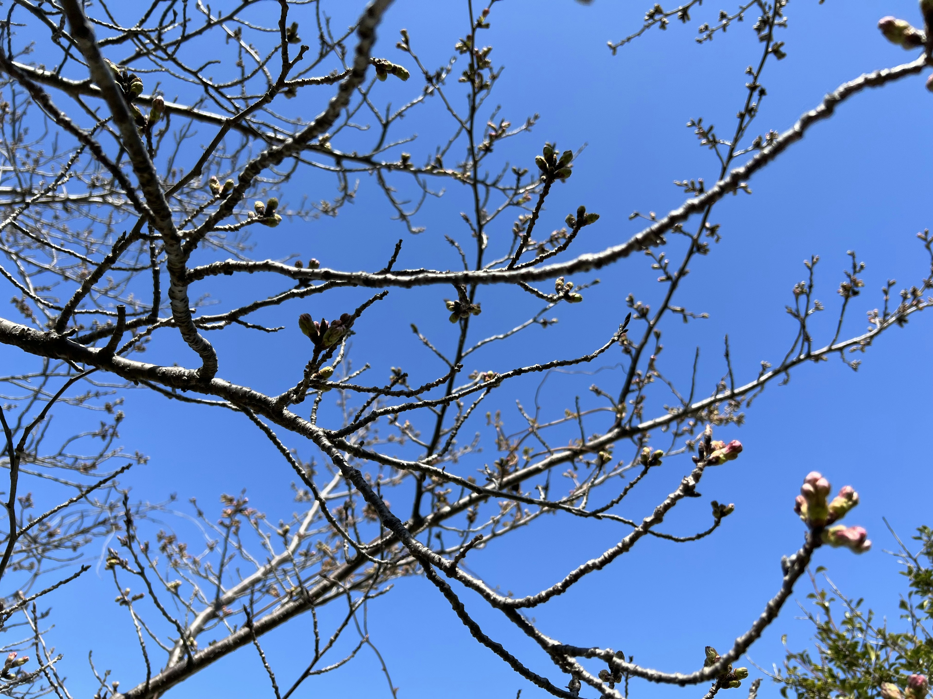 Boccioli di ciliegio sui rami contro un cielo blu