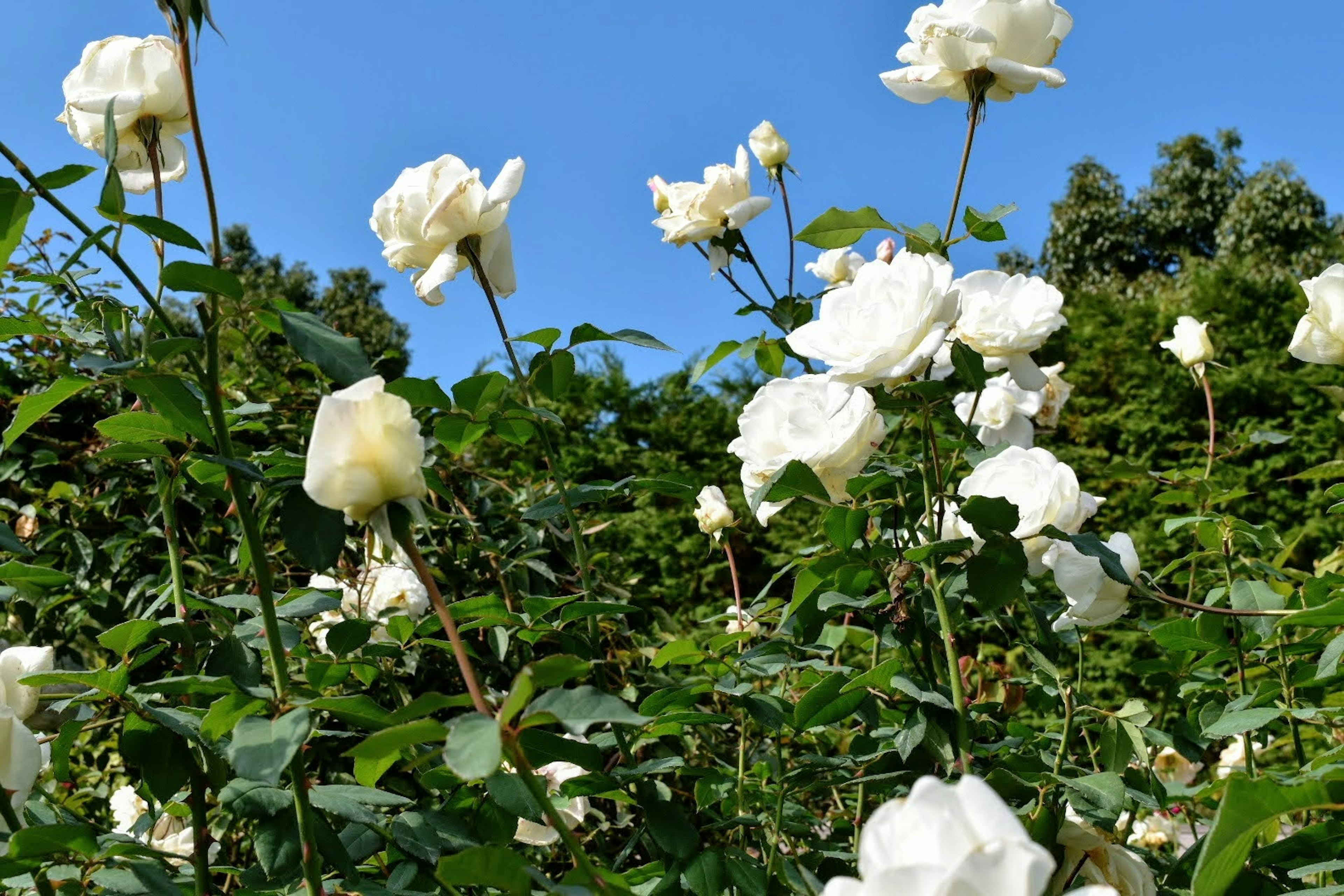 A beautiful scene of white roses blooming under a blue sky