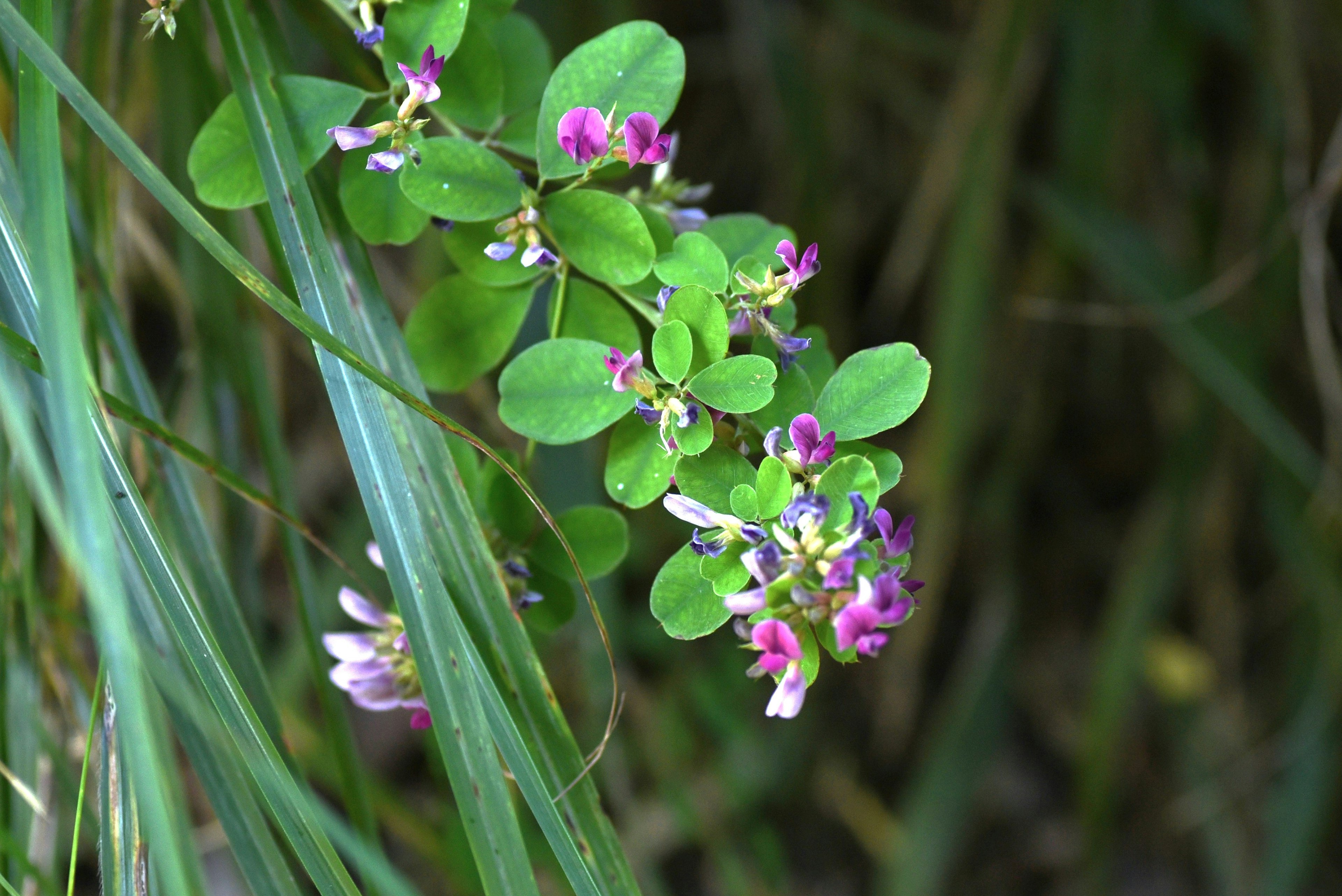 Primo piano di una pianta con foglie verdi e fiori viola