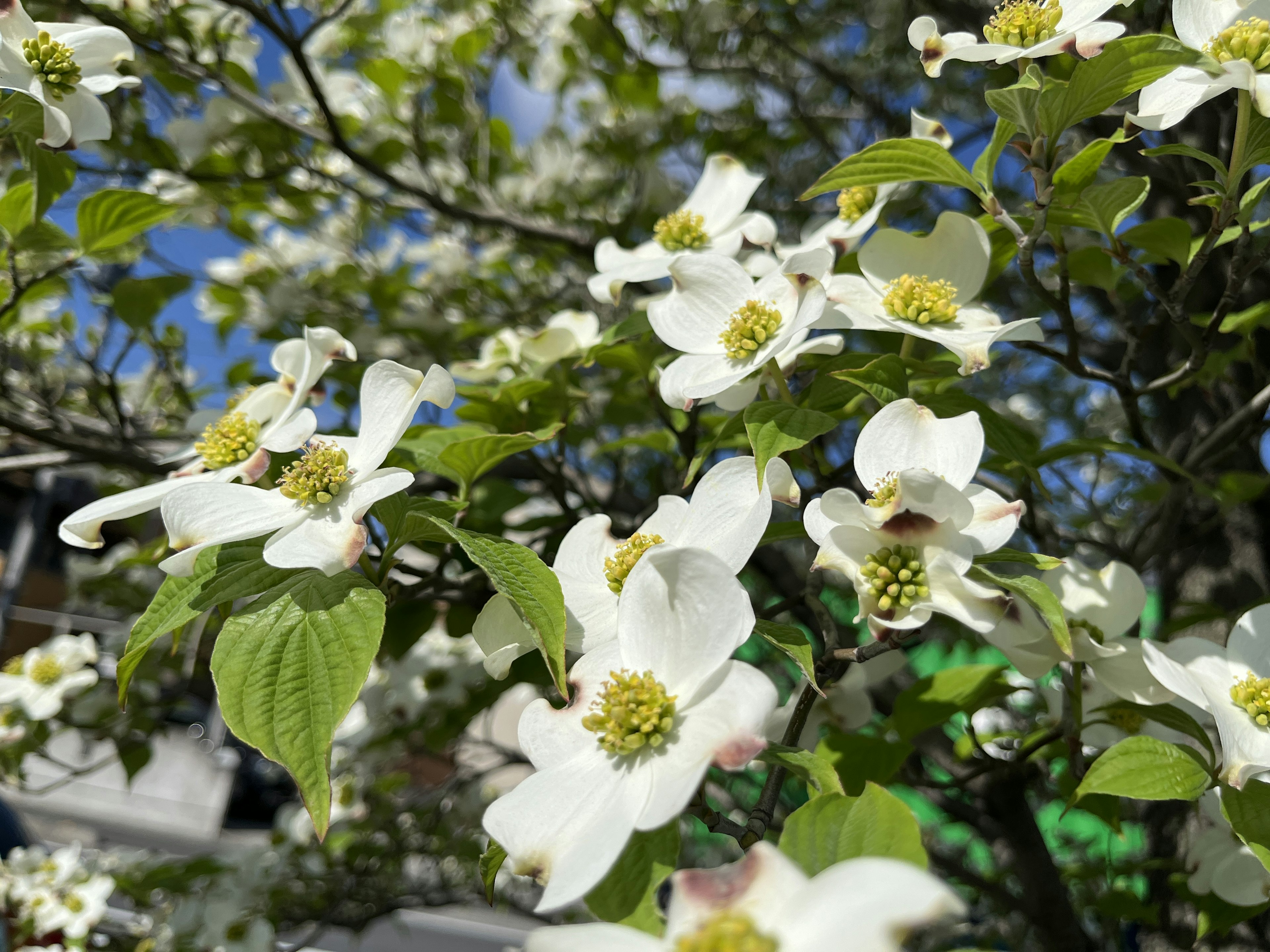 白い花と緑の葉を持つ木の近接写真