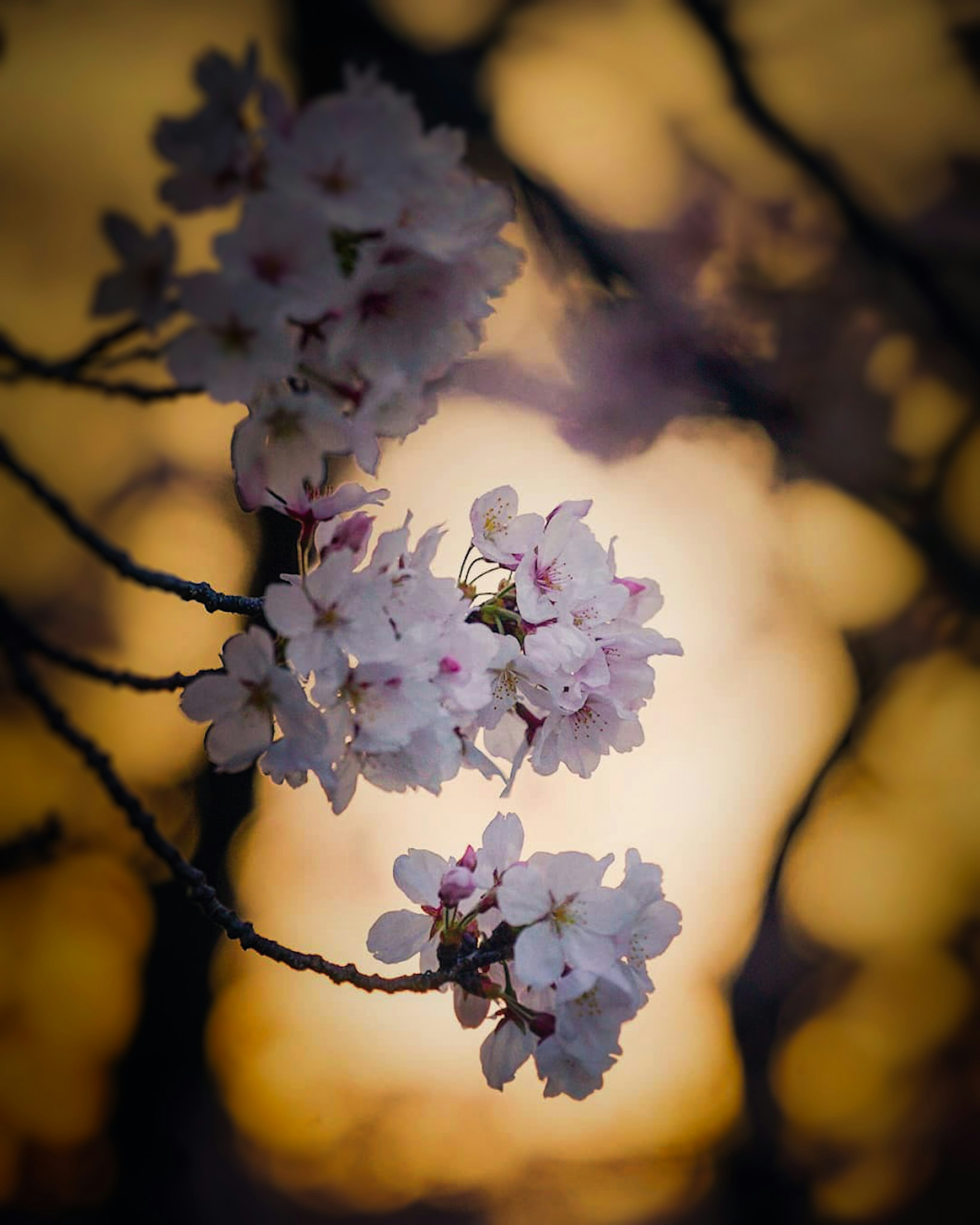 桜の花が夕日を背景に咲いている美しい画像