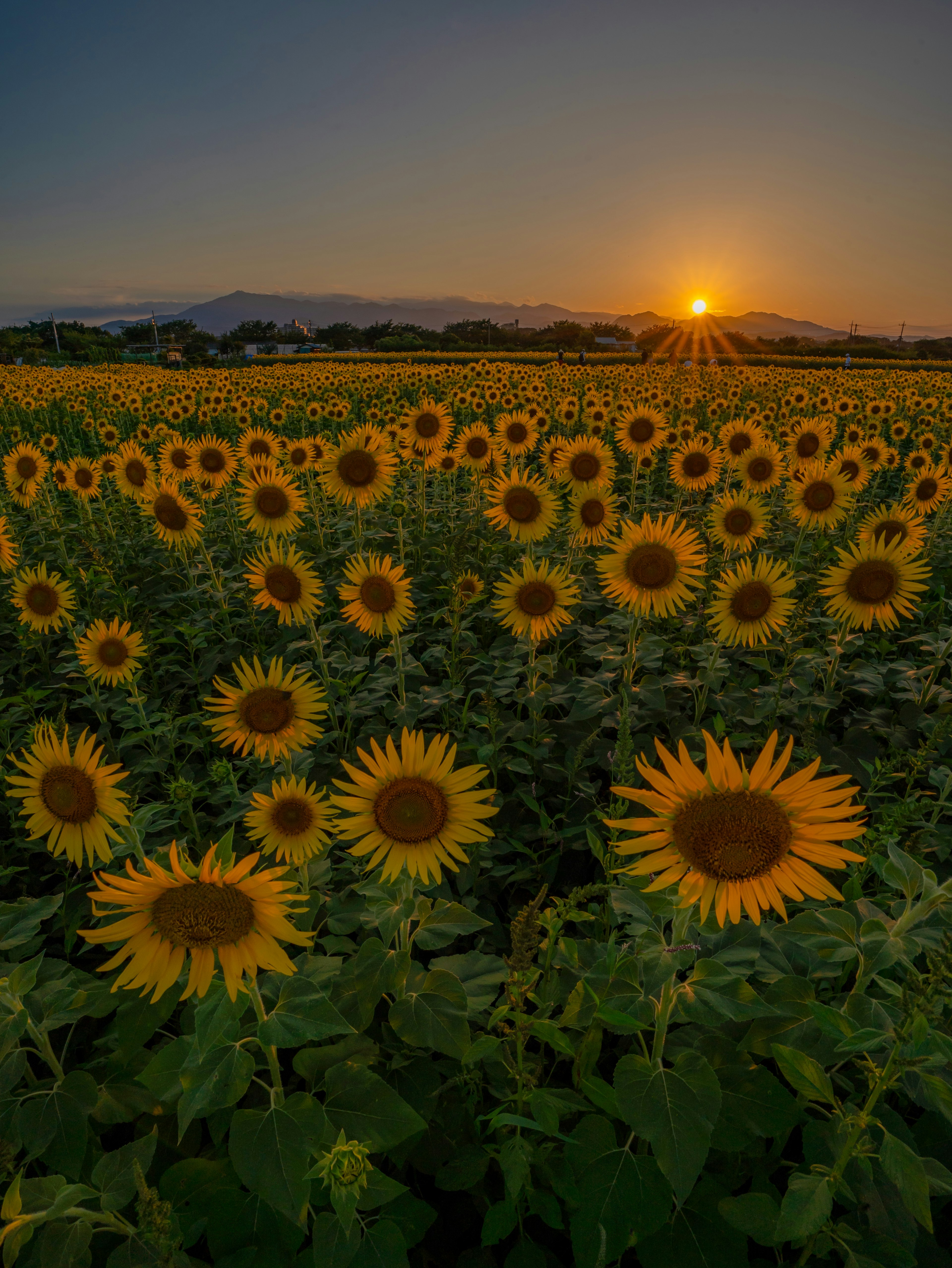 ひまわり畑の夕日が沈む風景