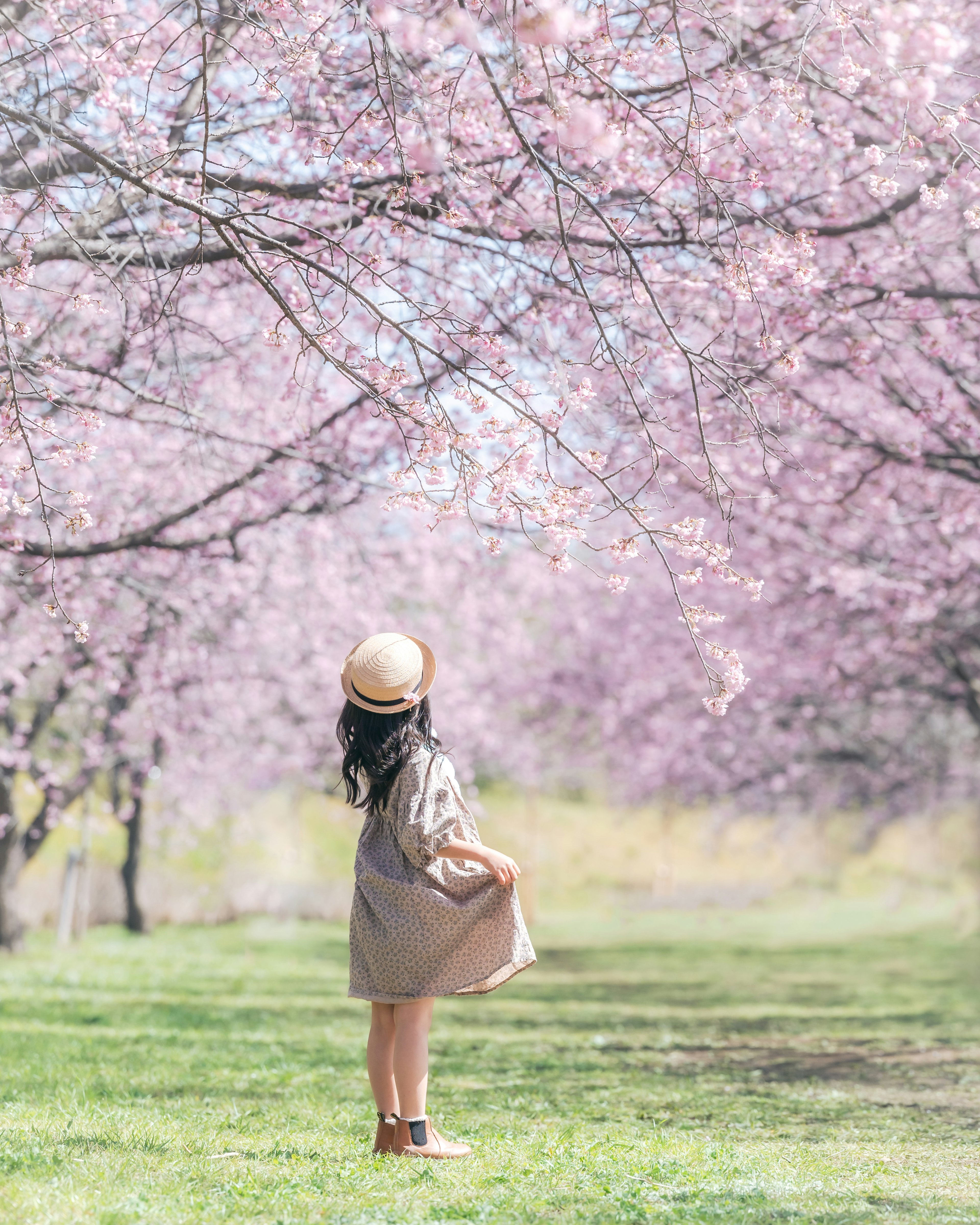 桜の木の下で振り返る女性の姿　ピンクの花が咲いている風景