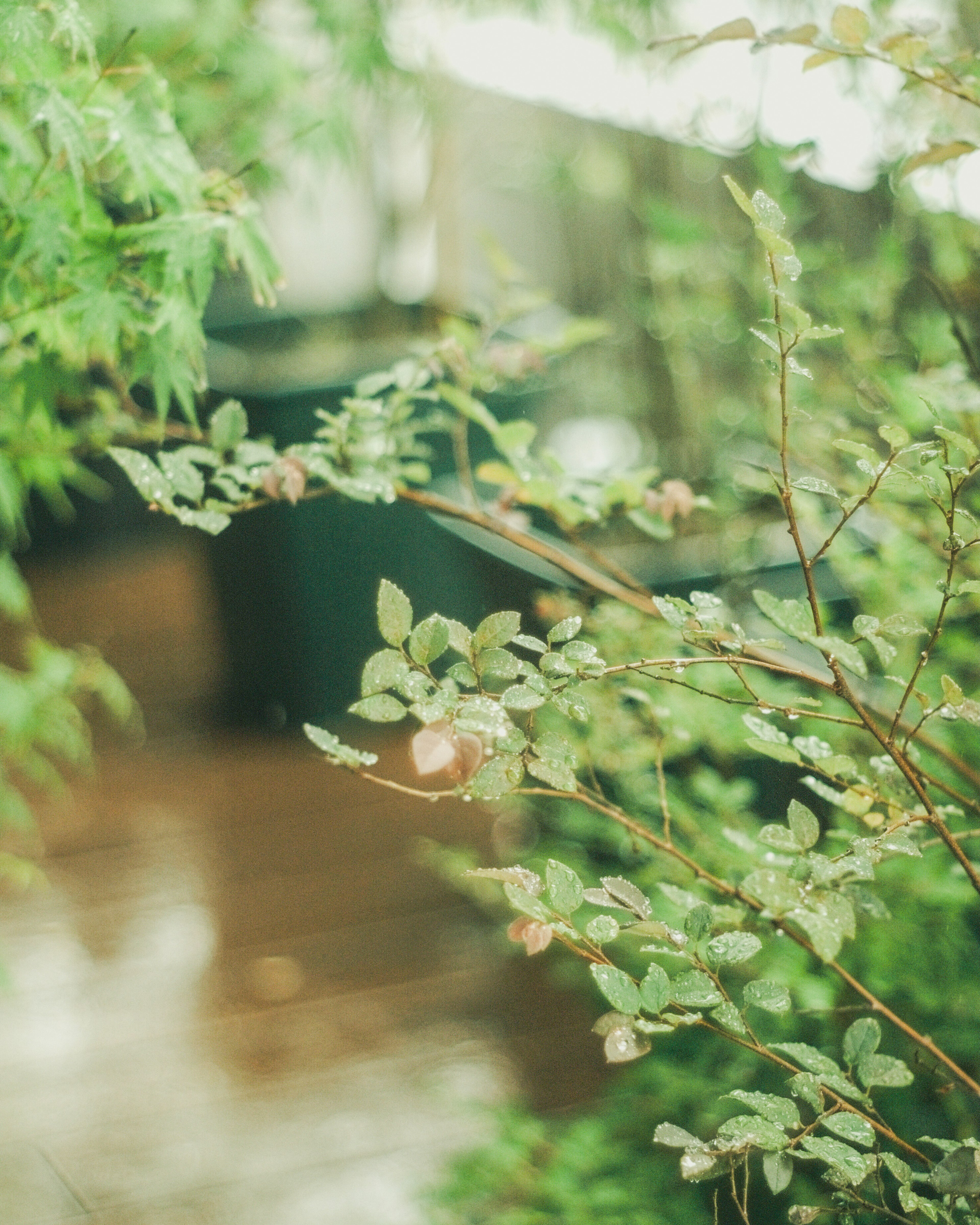 Plantas verdes exuberantes en un entorno interior