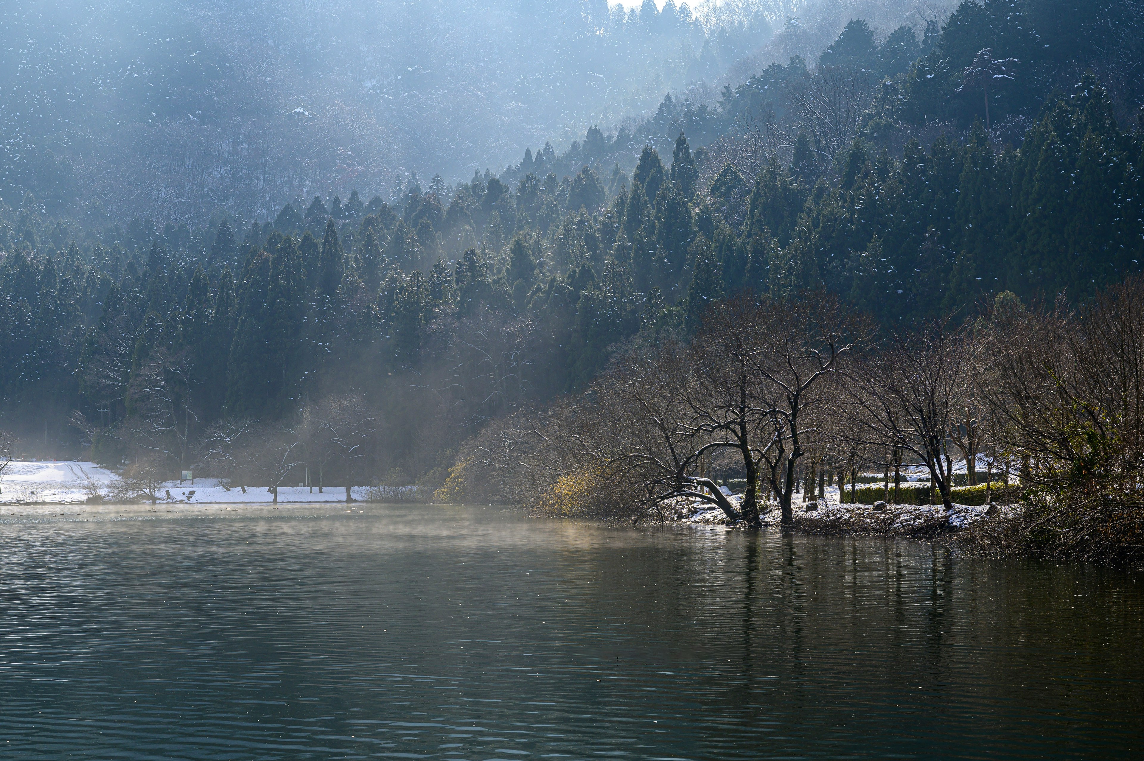 Paisaje de lago brumoso y bosque