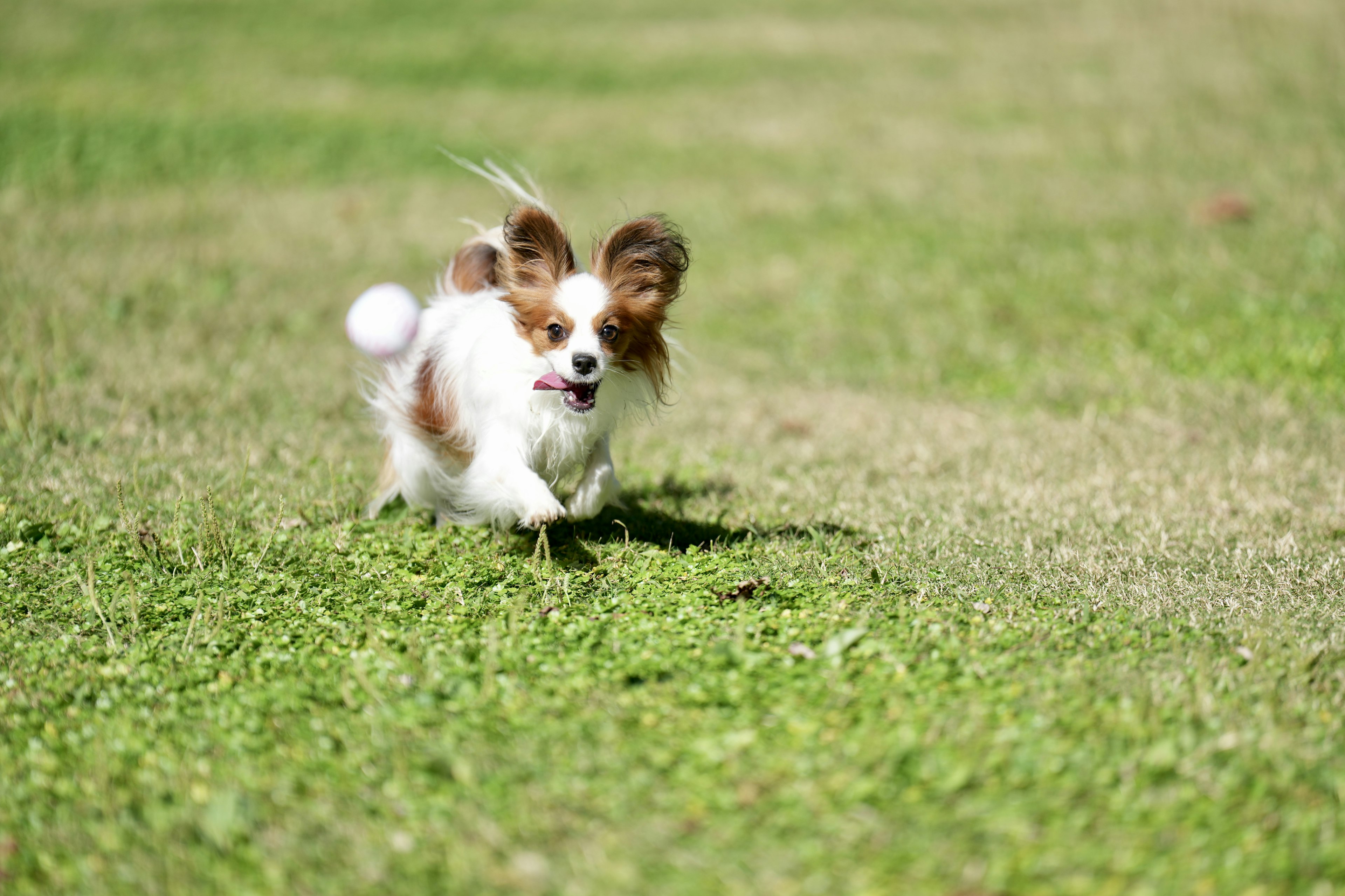 Anjing kecil berlari dengan energik di atas rumput