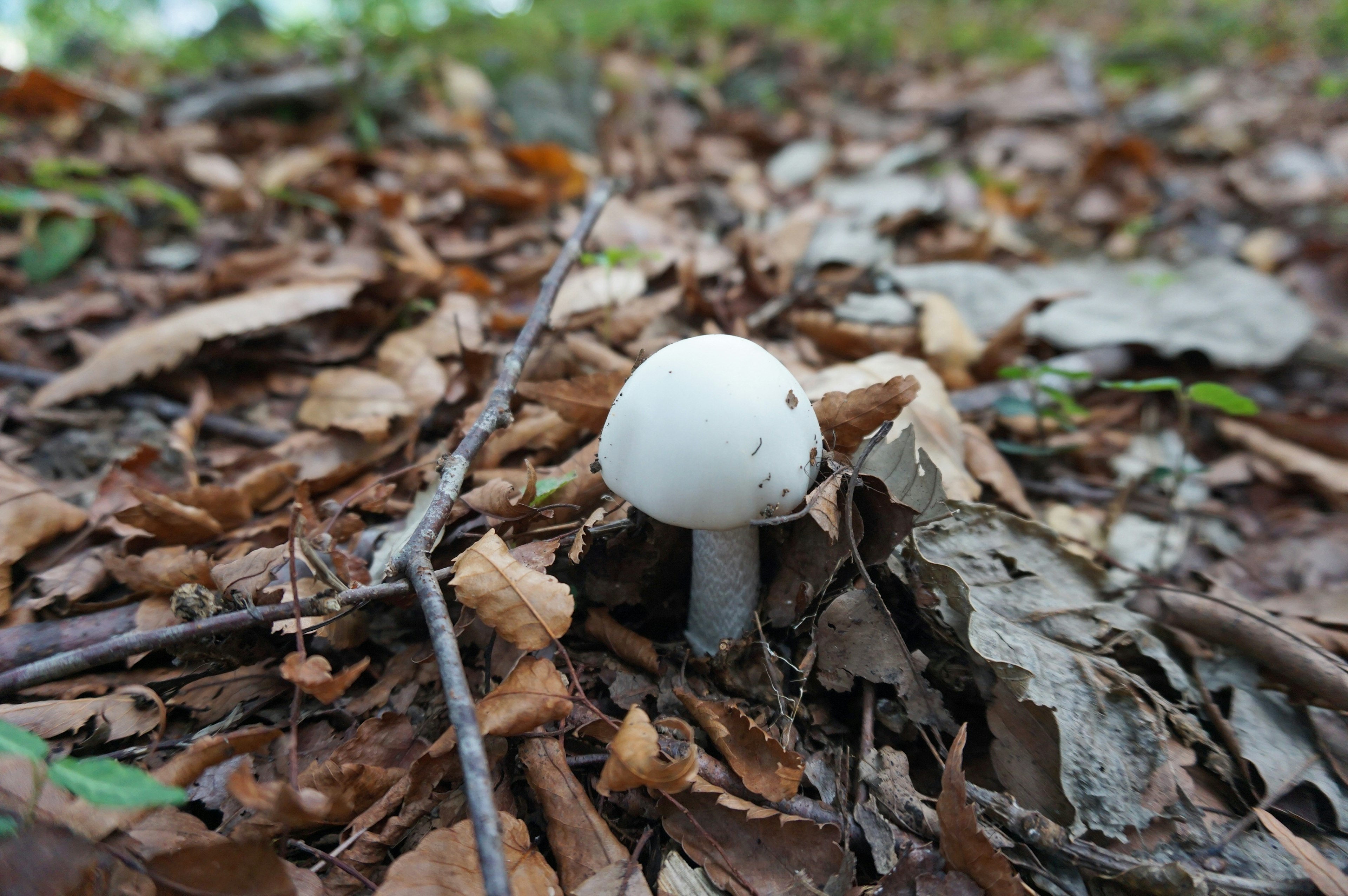 A white mushroom growing among fallen leaves in a forest setting