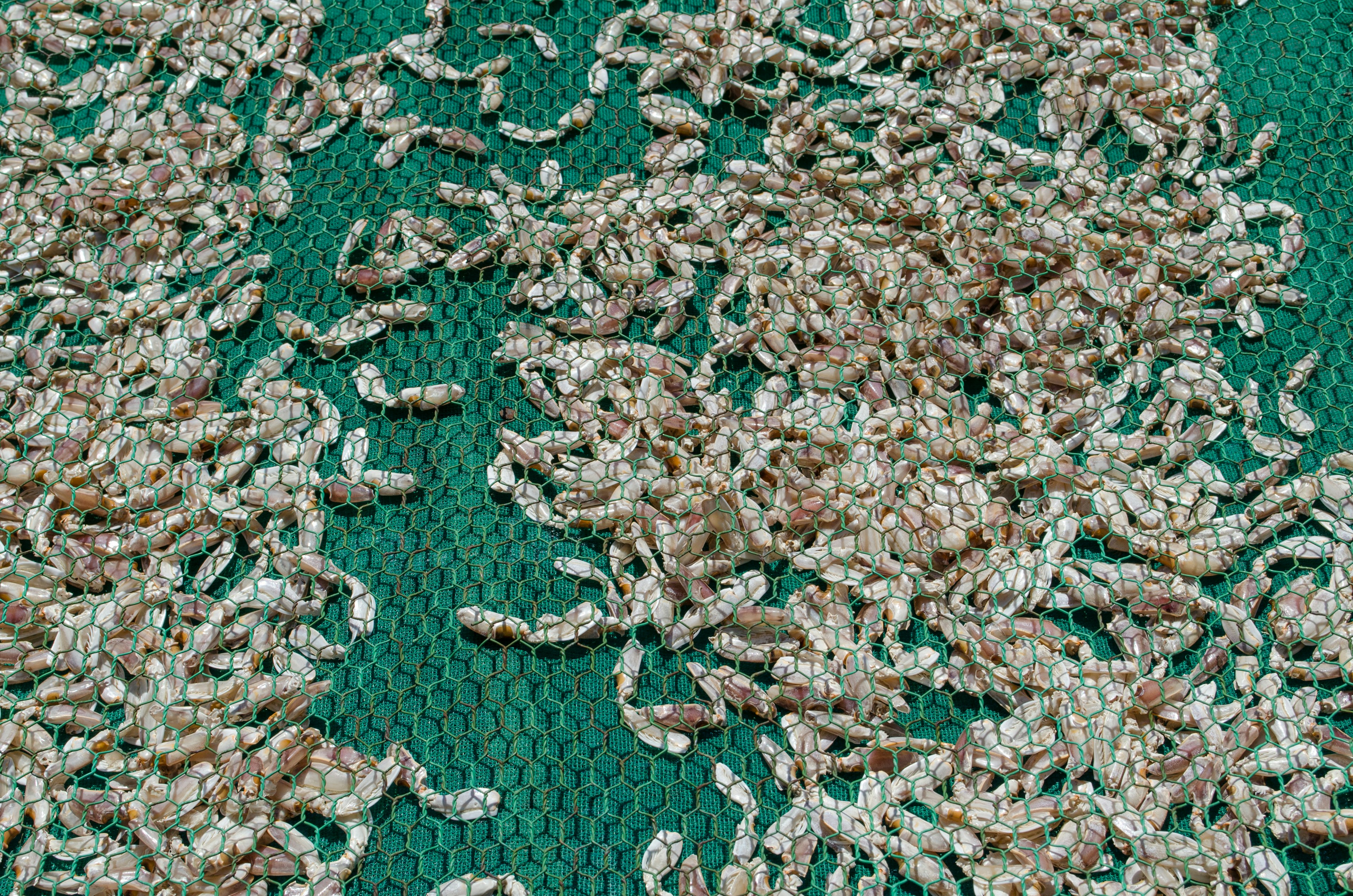 A spread of dried small insects on a green mesh surface