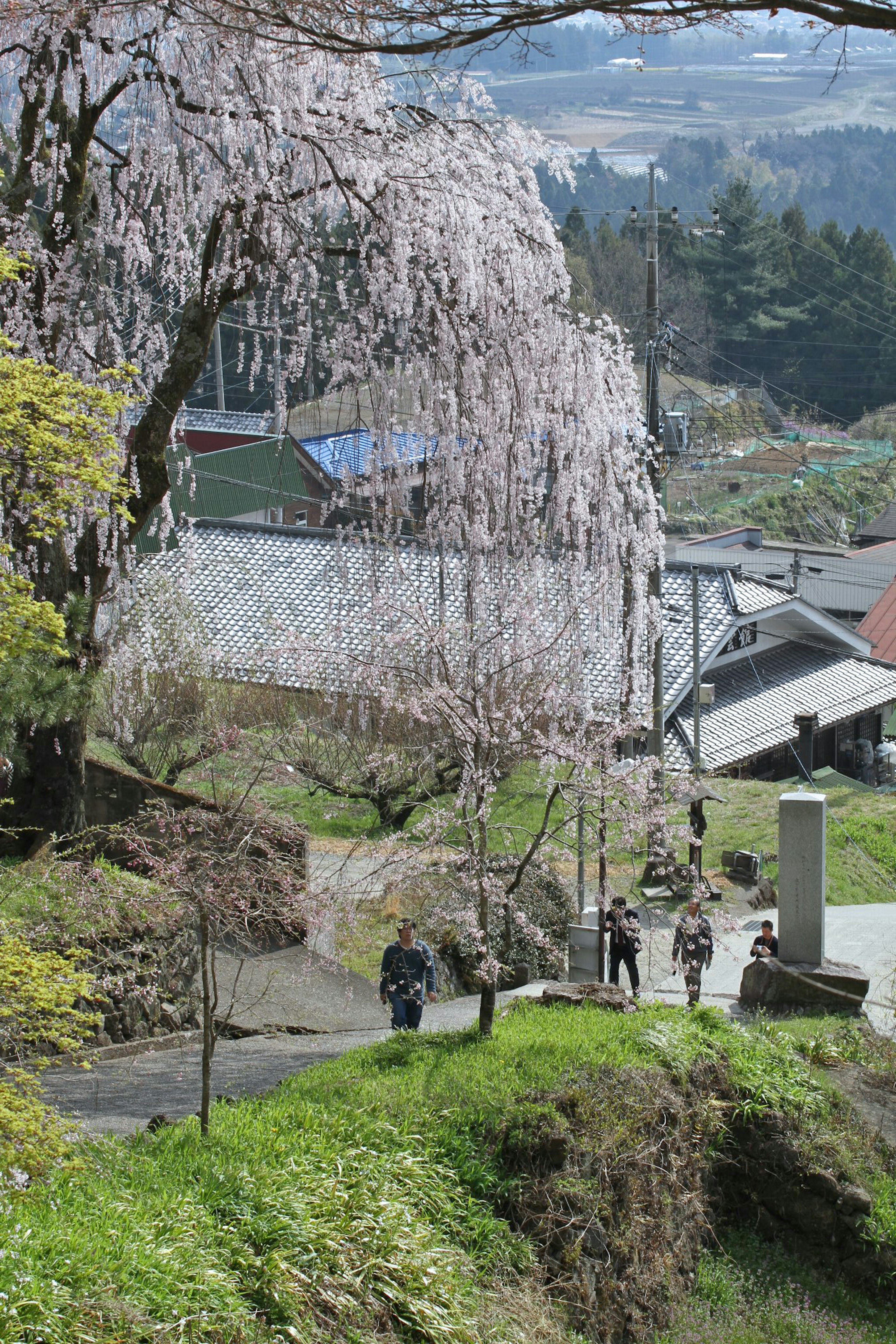 満開の桜の木と田舎の風景に沿った小道を歩く人々