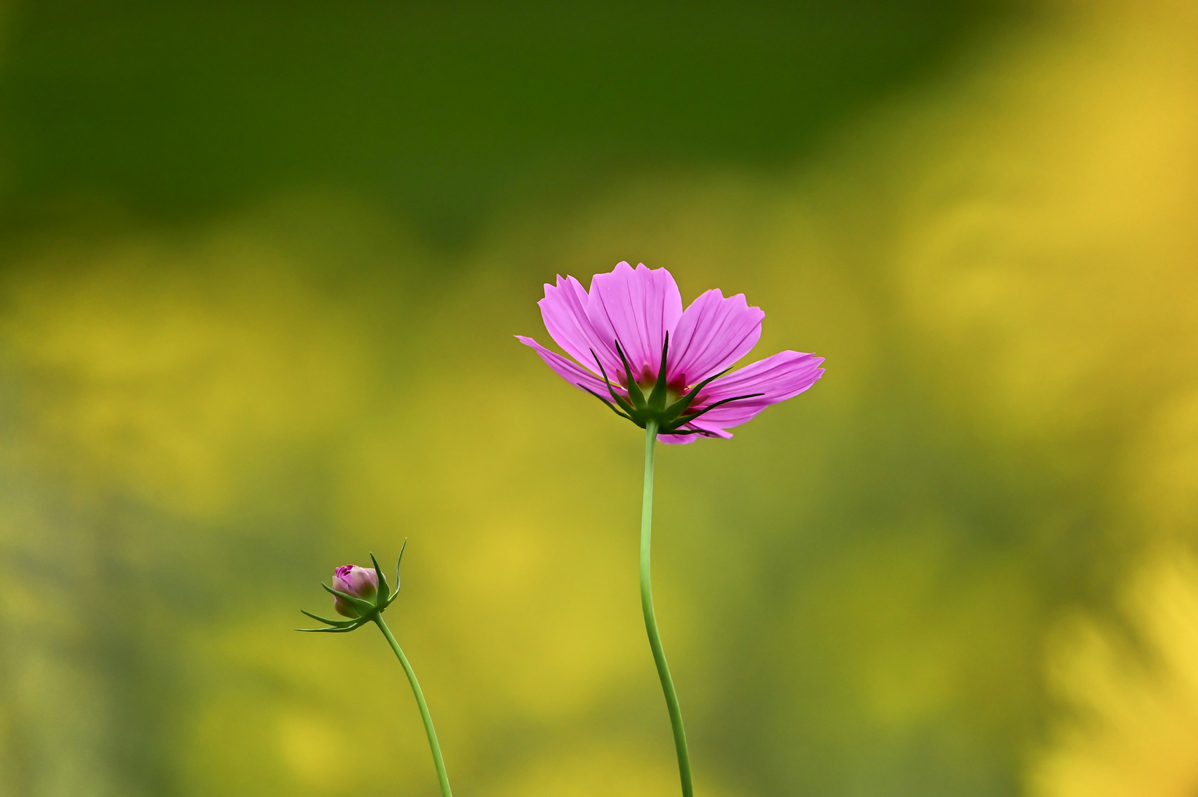 鮮やかなピンクの花が背景の黄色いぼかしと対比して立っている