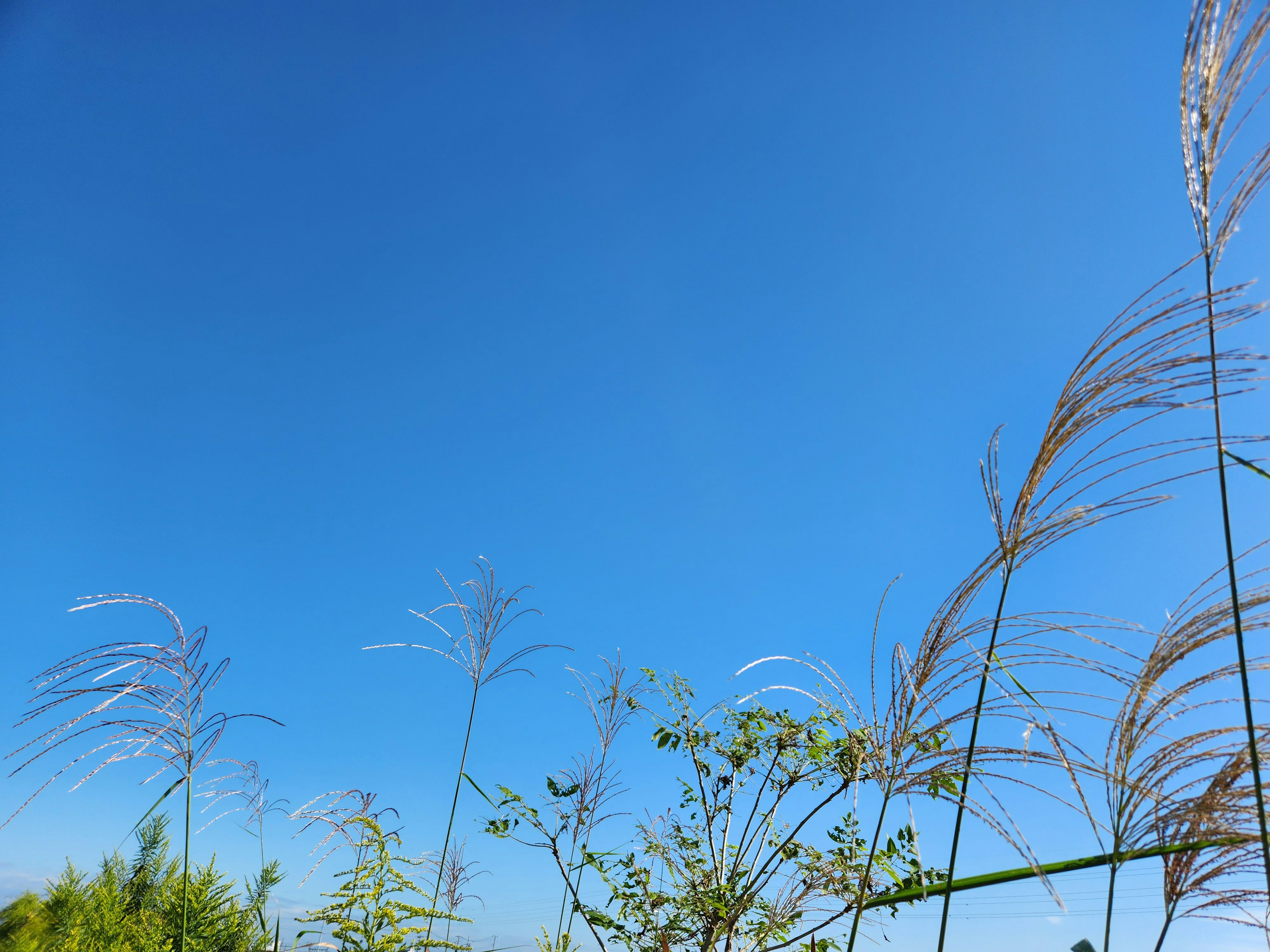 Paysage avec ciel bleu et herbe