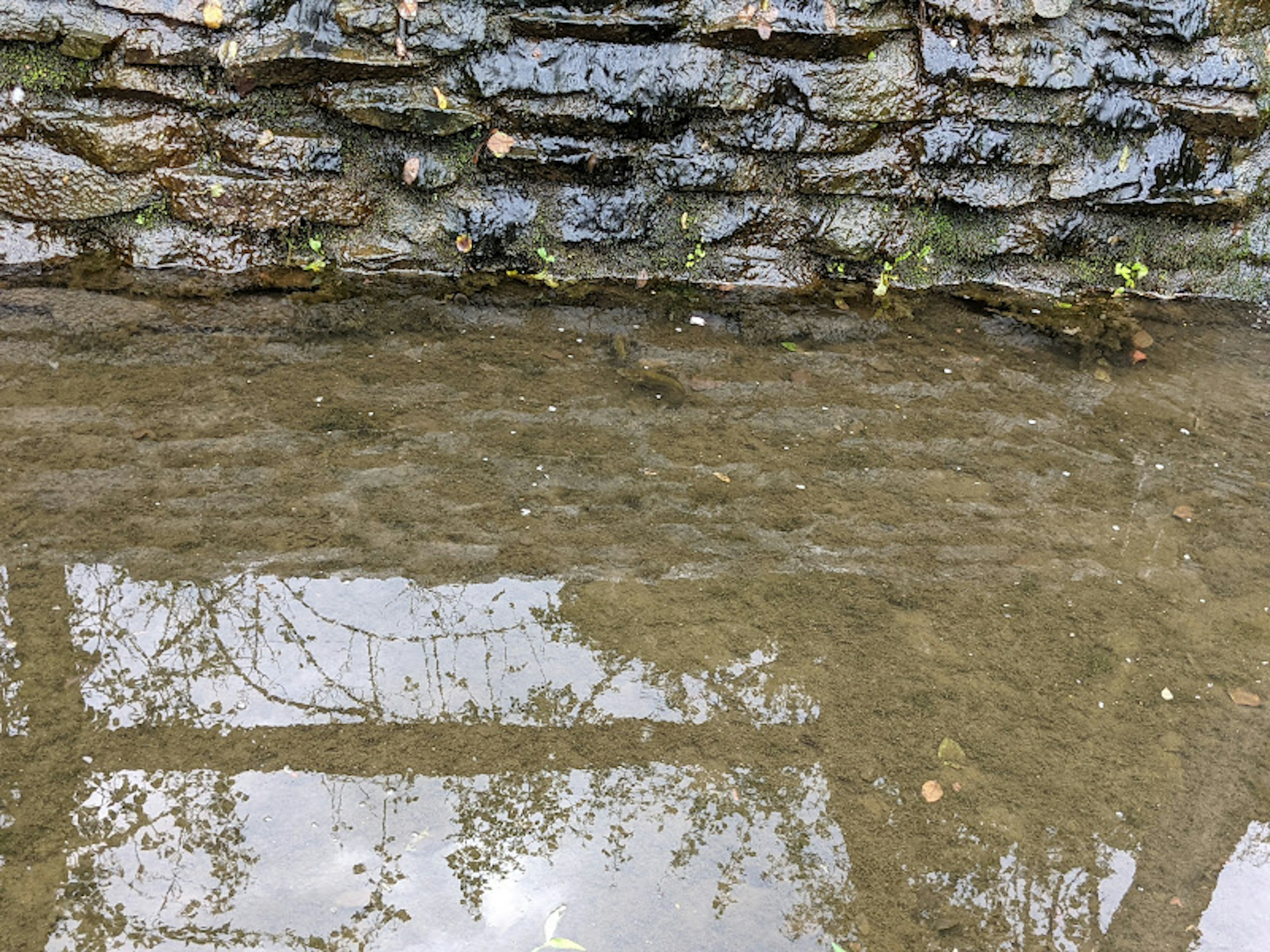 Reflection of a stone wall and plants on water surface