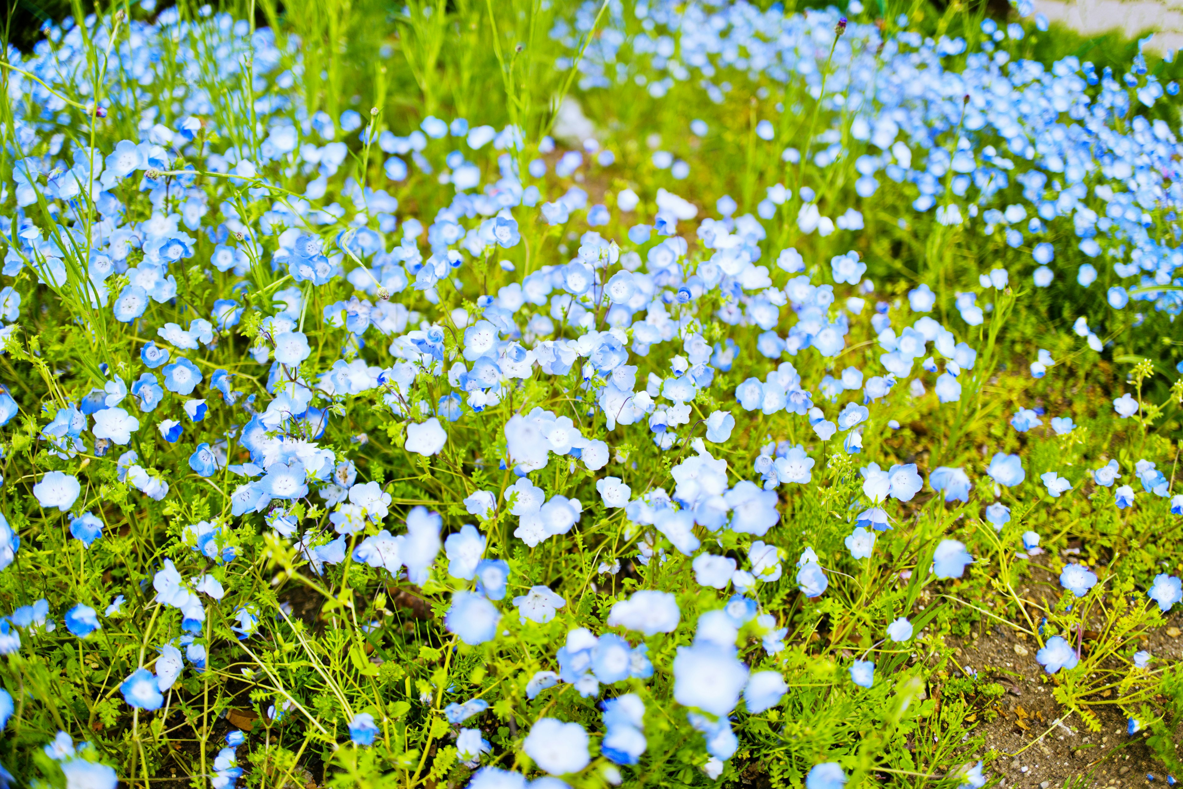 Ladang bunga biru yang mekar dengan rumput hijau