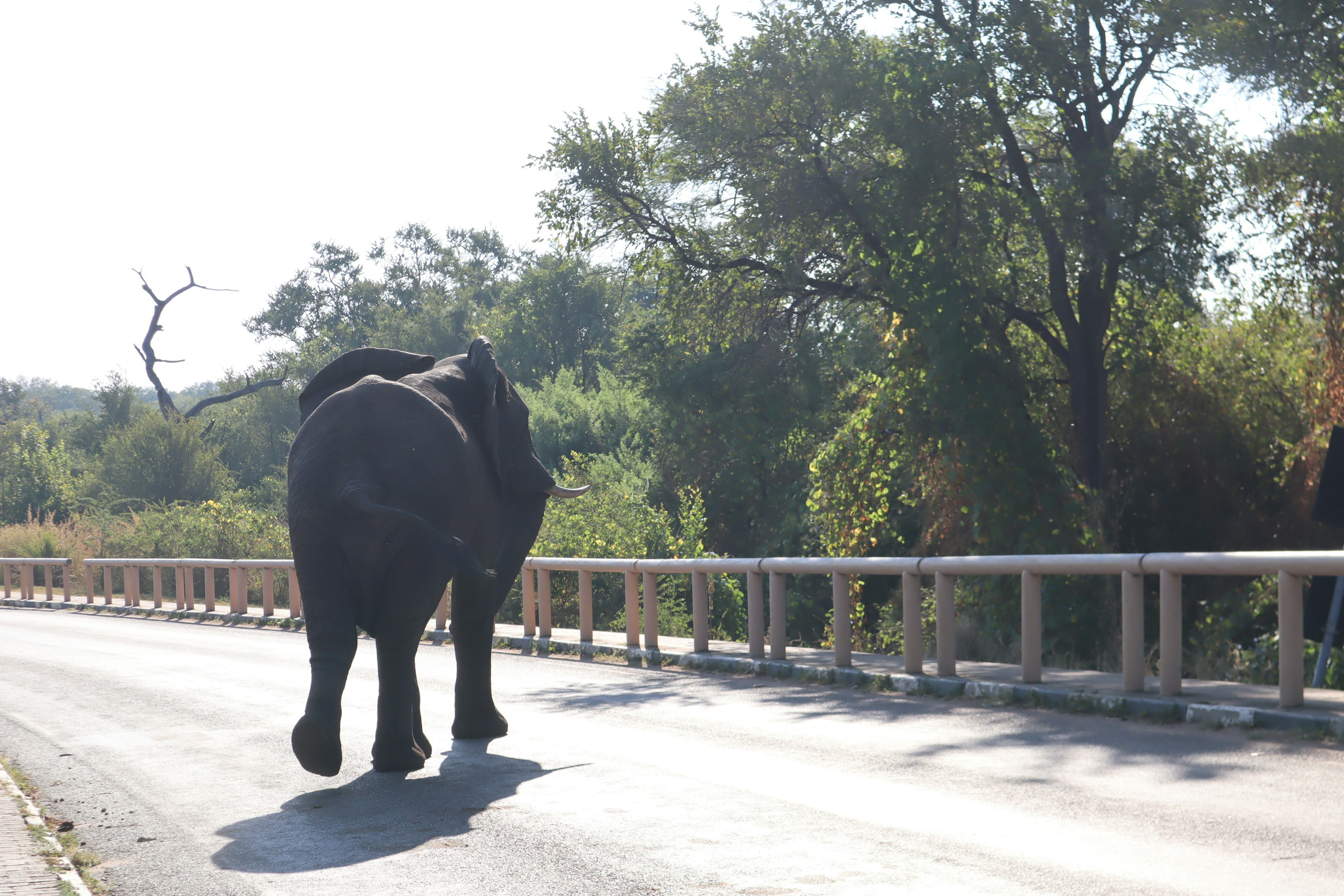 Elefante che cammina su strada con alberi verdi sullo sfondo