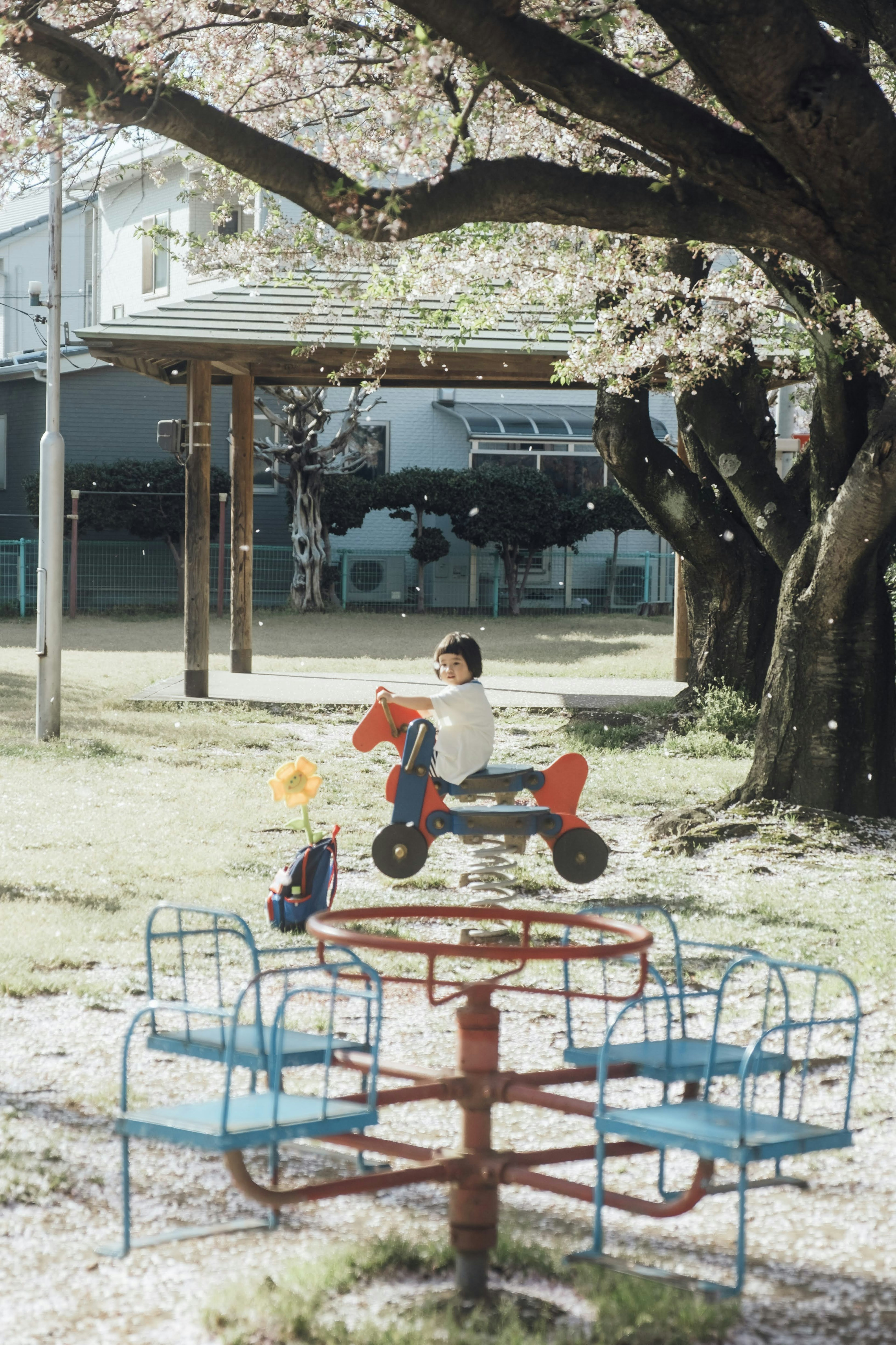 Child playing on a toy horse in a park with cherry blossom petals