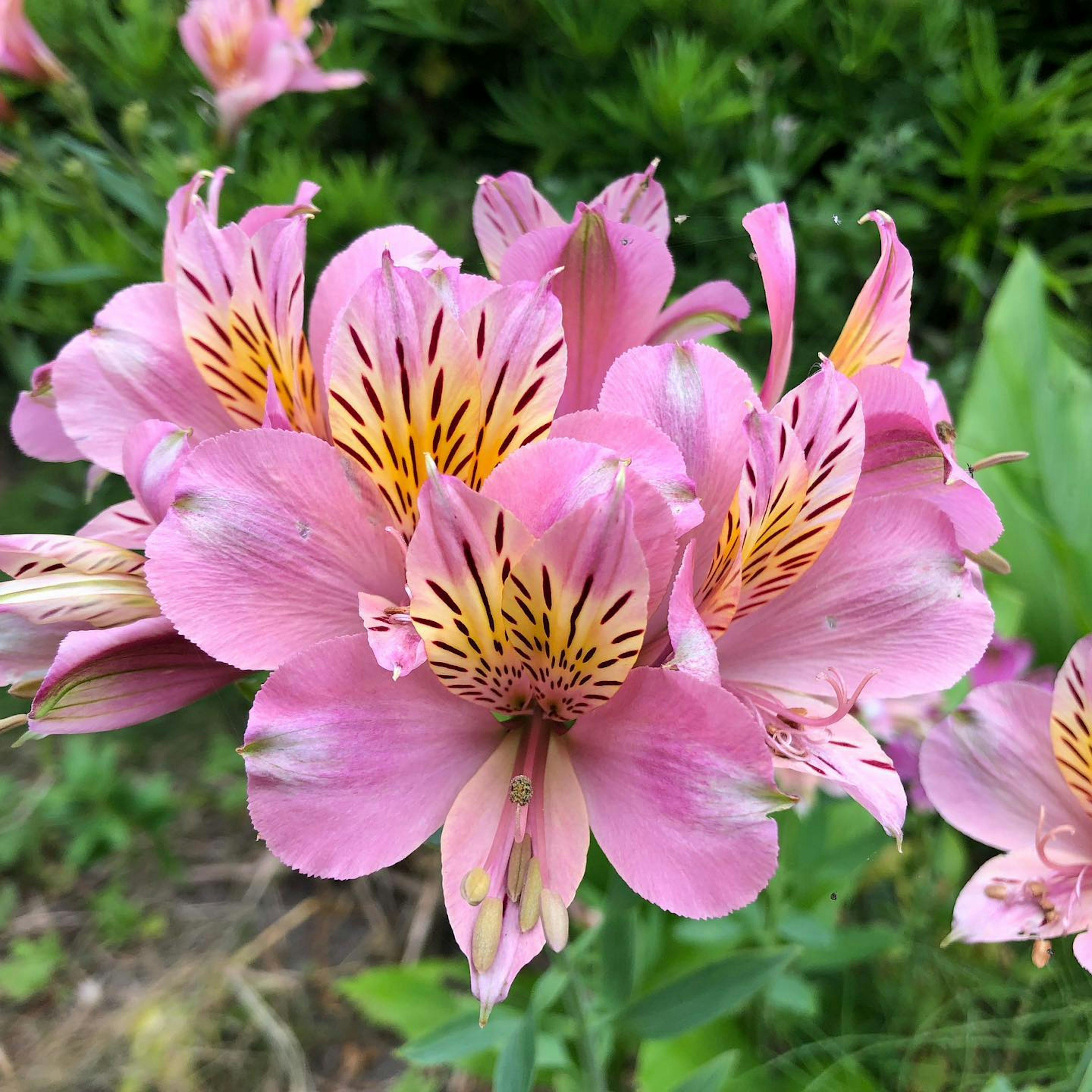 Bunga alstroemeria pink yang indah dengan bintik kuning