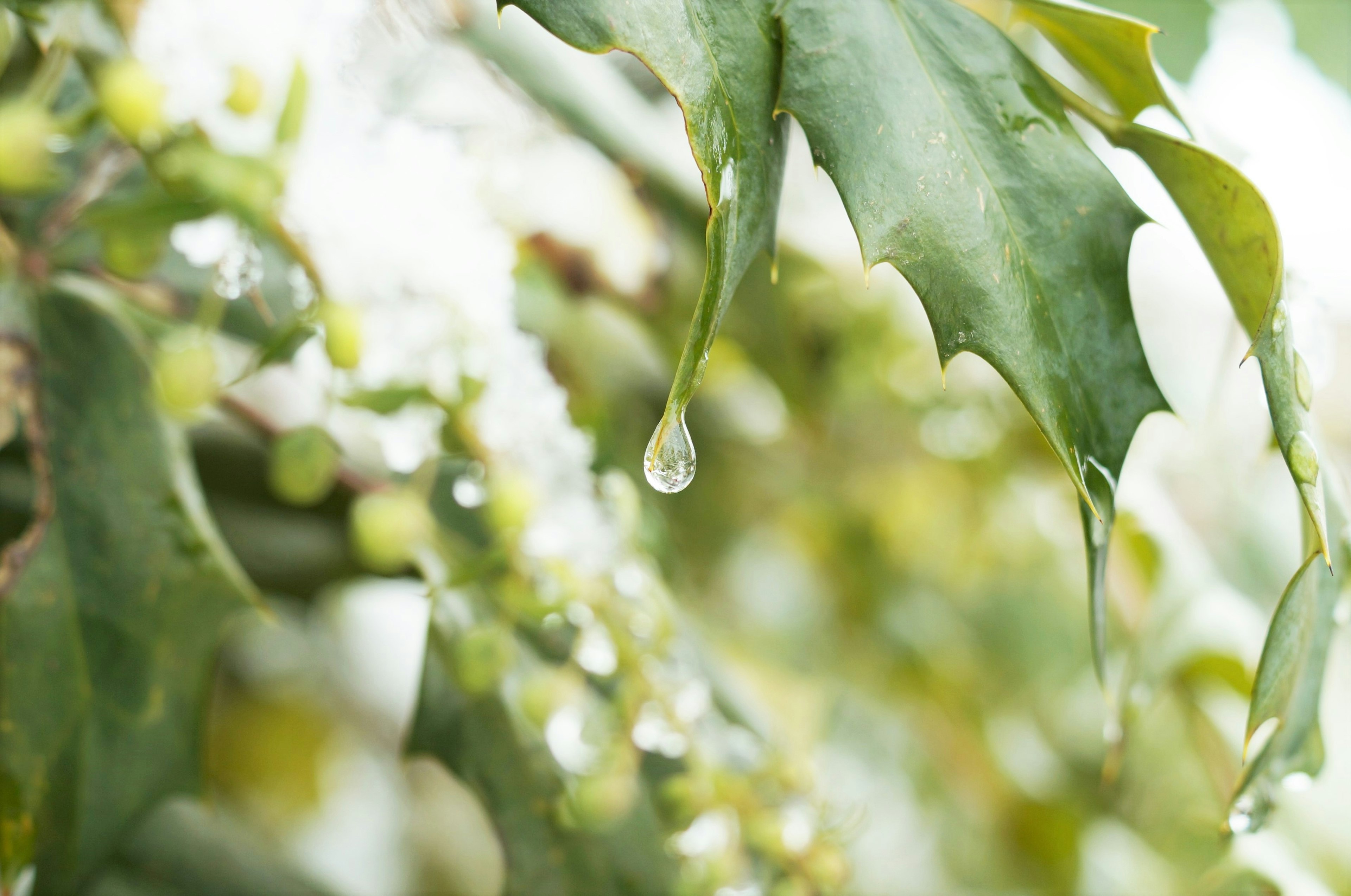 Close-up daun hijau dengan tetesan air menggantung