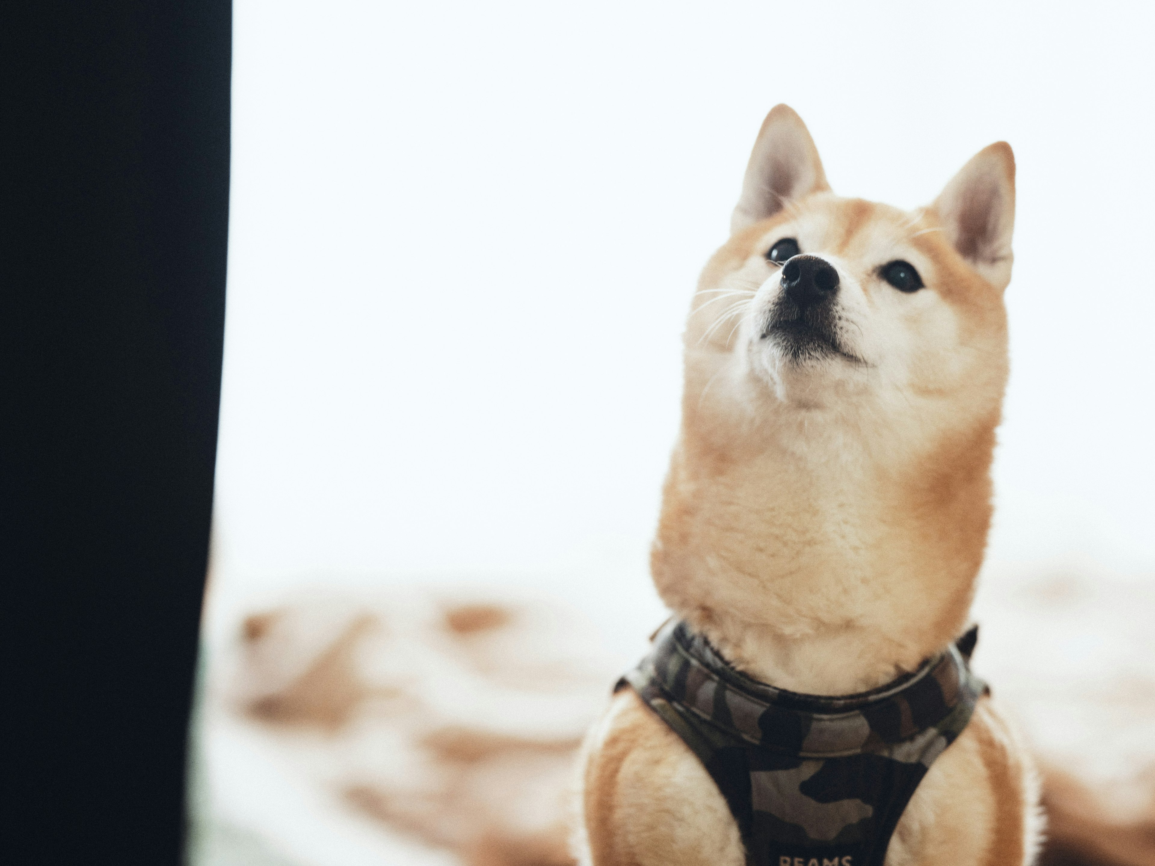 Shiba Inu con un arnés de camuflaje mirando hacia arriba