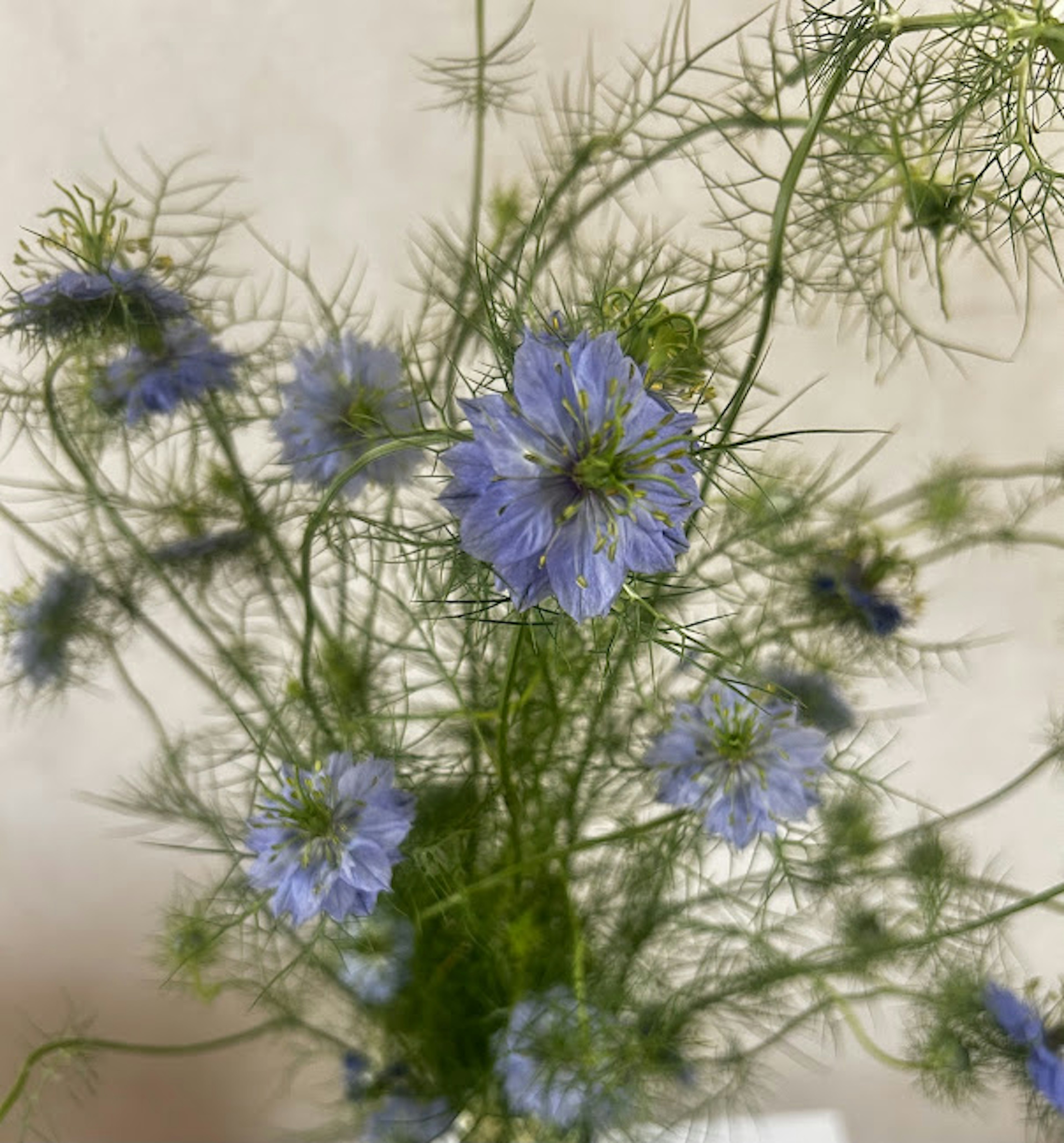 Un bouquet de fleurs bleues délicates avec de fins tiges vertes