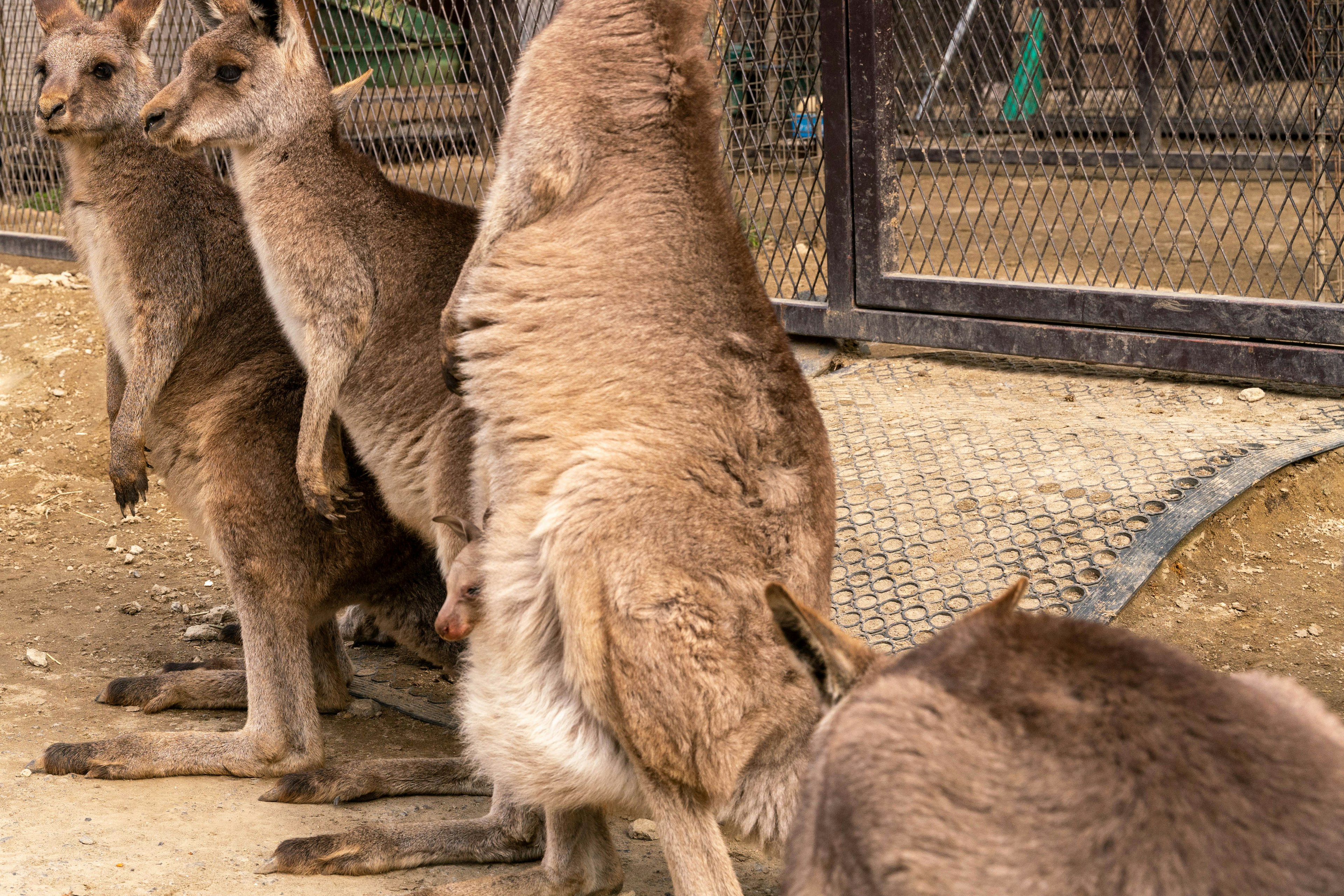 A group of kangaroos sitting inside a fenced enclosure