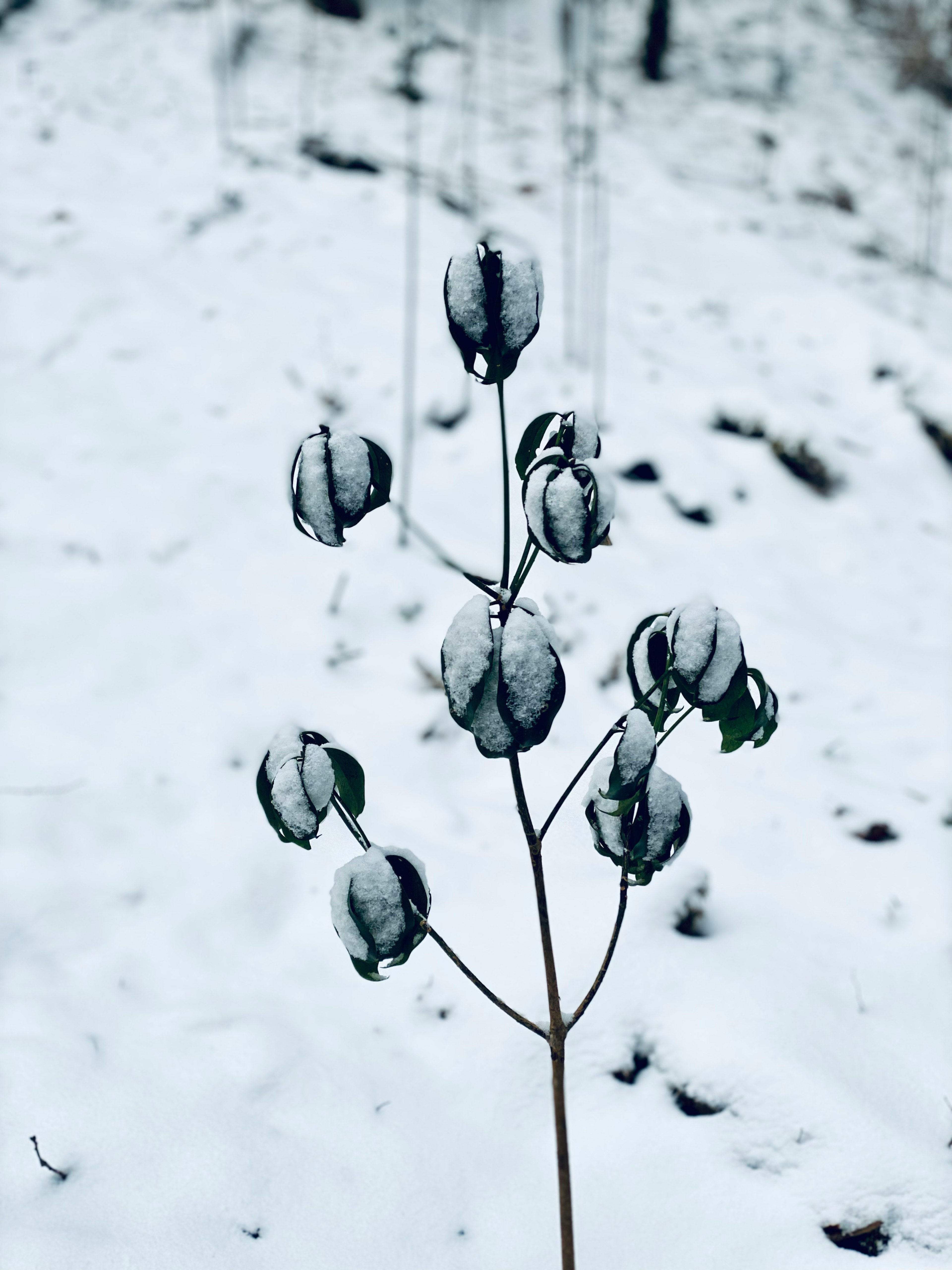 Tige fine et feuilles d'une plante recouvertes de neige