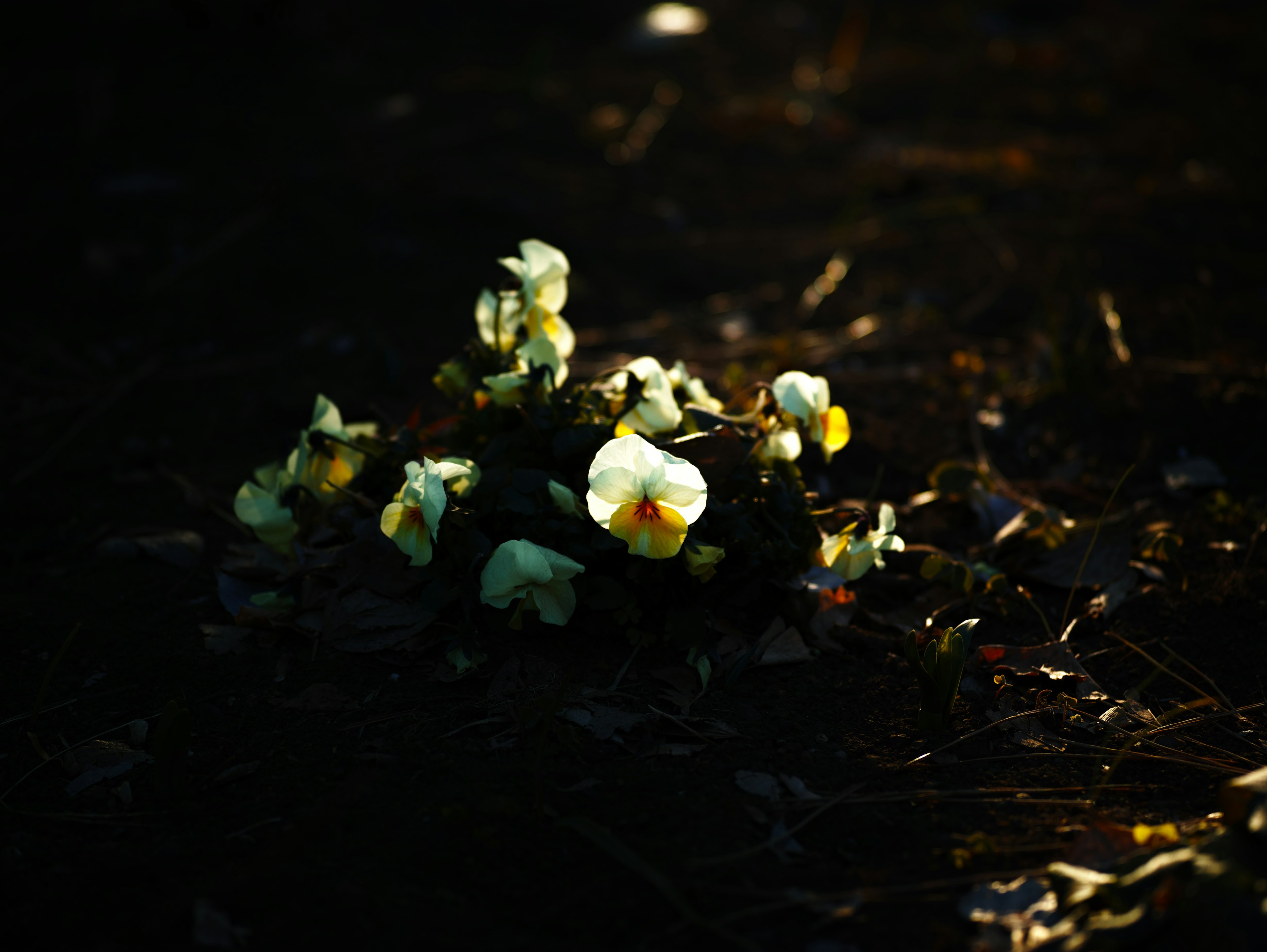 Flores coloridas flotando en una superficie de agua oscura