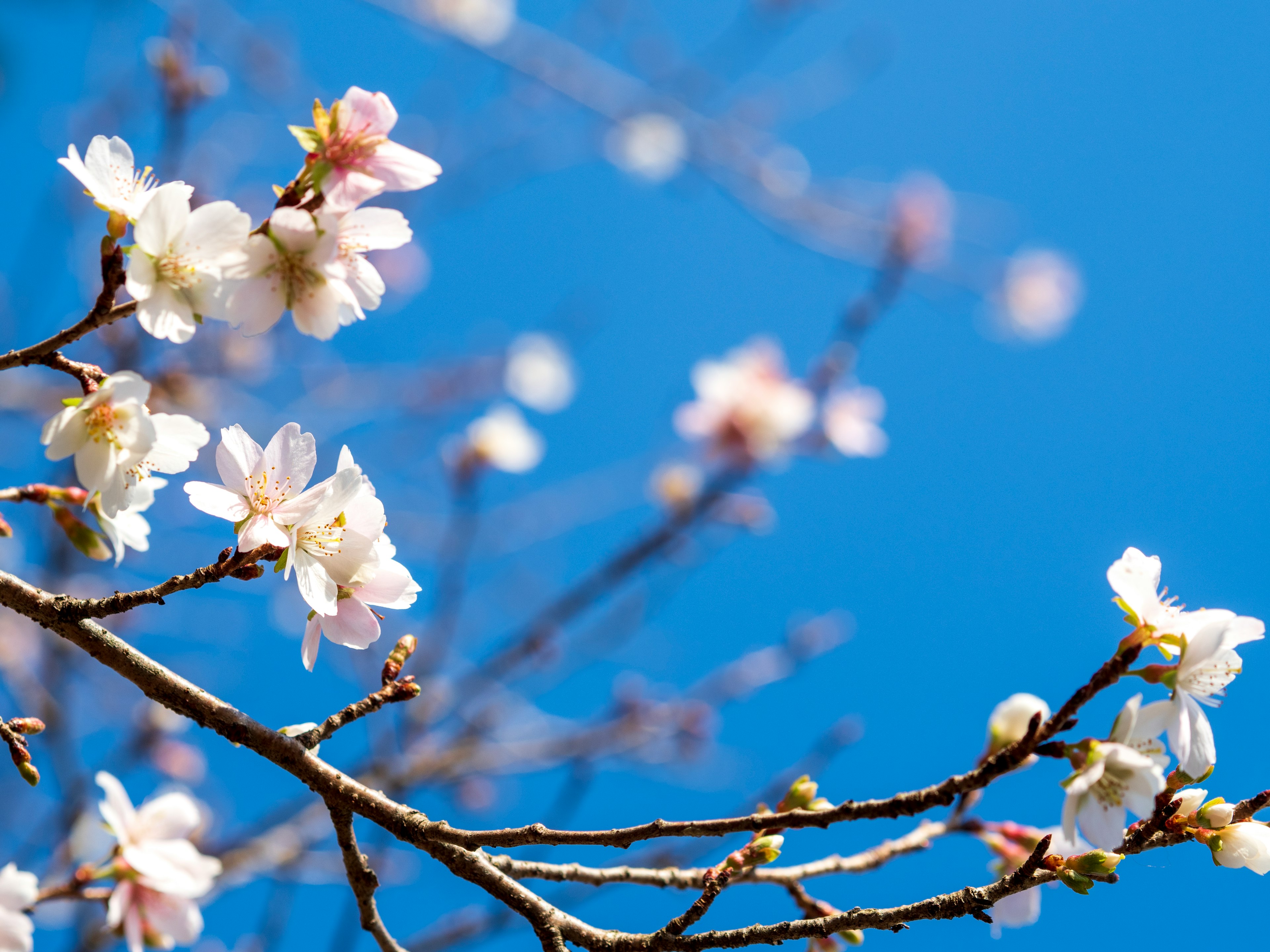 青空の下に咲く桜の花のクローズアップ