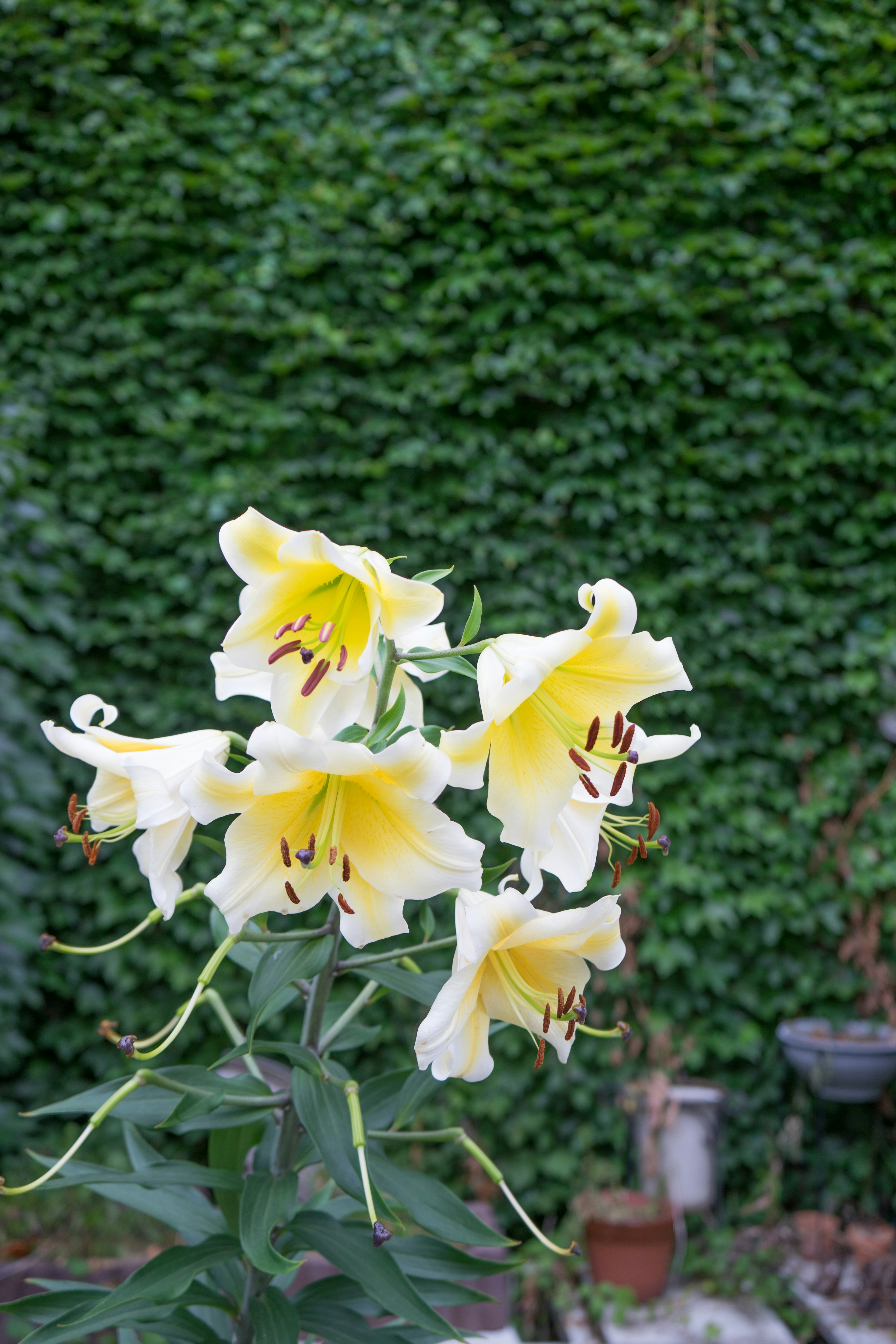 庭の背景に咲く黄色いユリの花