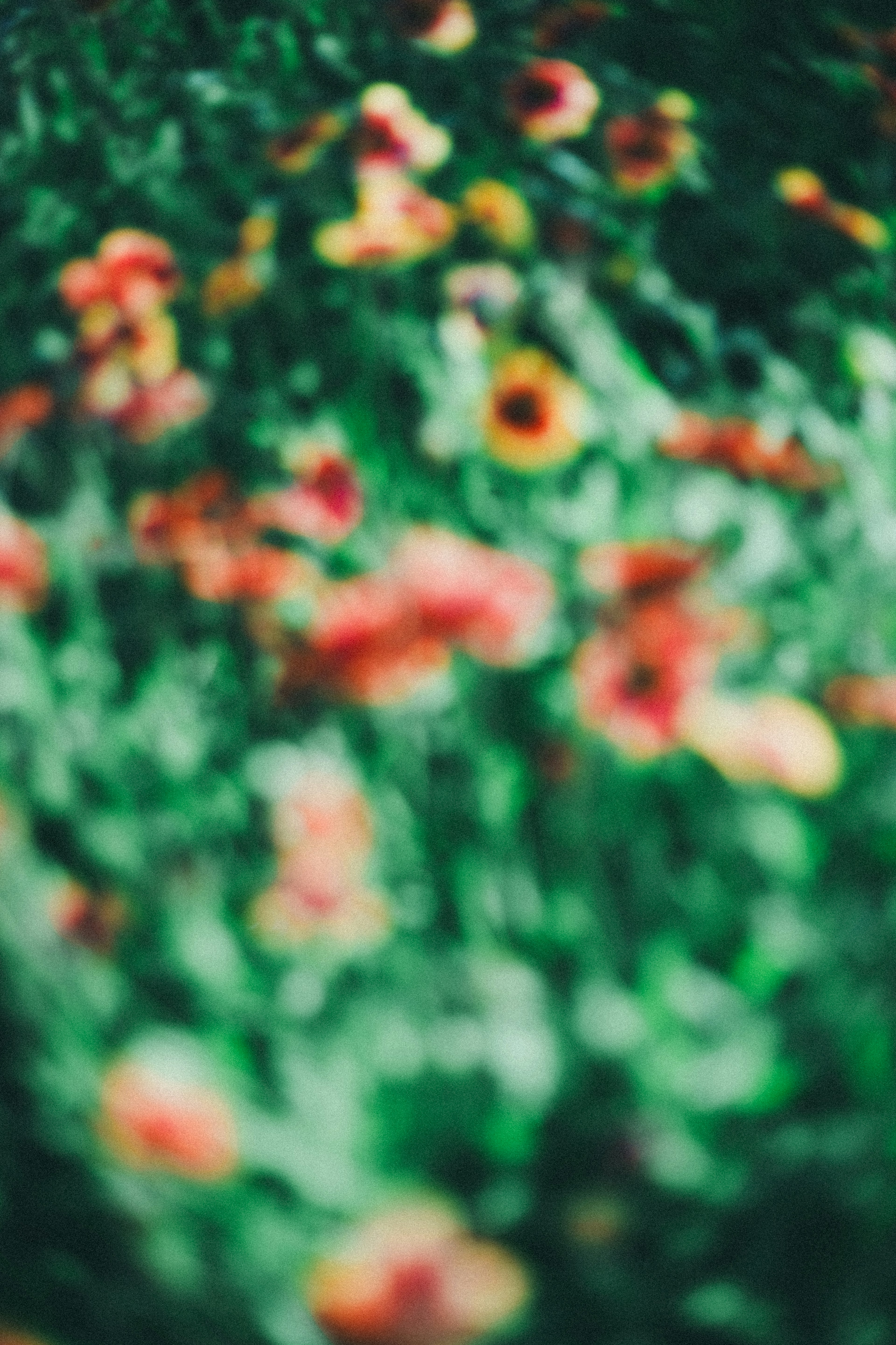 Blurred image of vibrant red and yellow flowers scattered against a green background