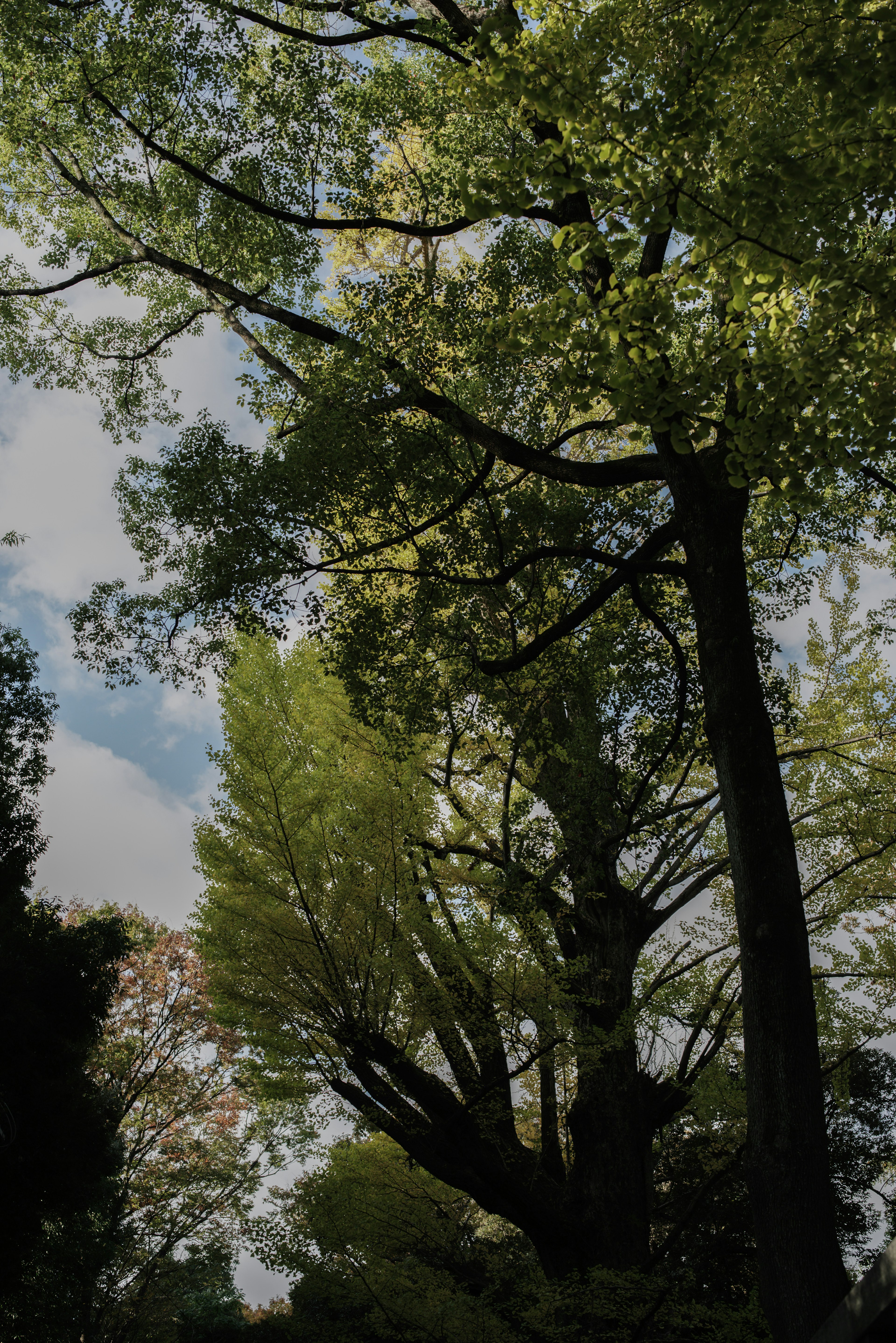 青々とした木々と明るい空の風景