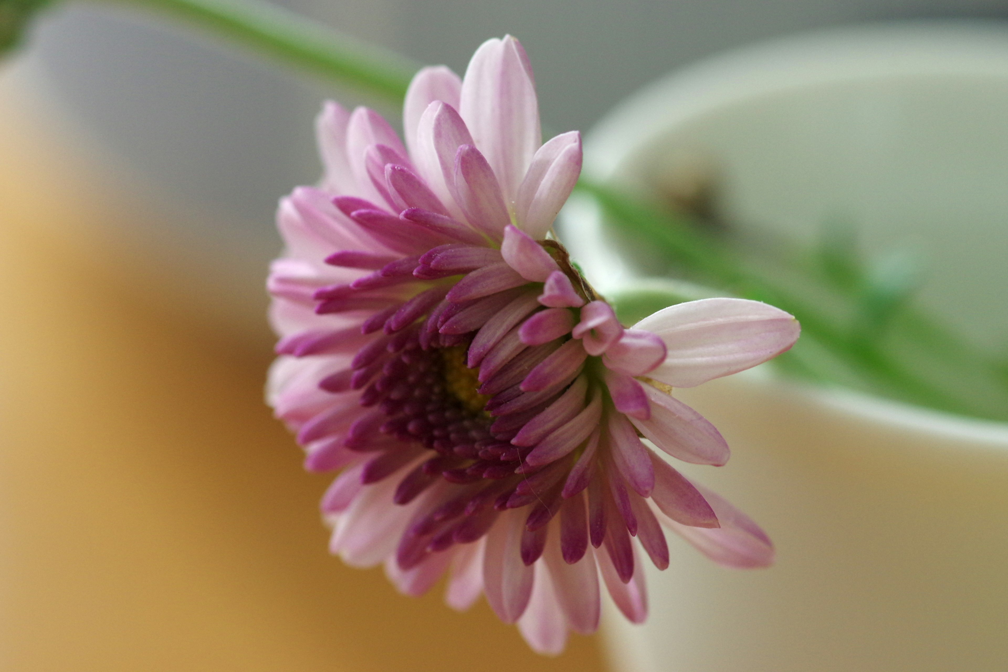 Un fiore viola chiaro posizionato vicino a una tazza