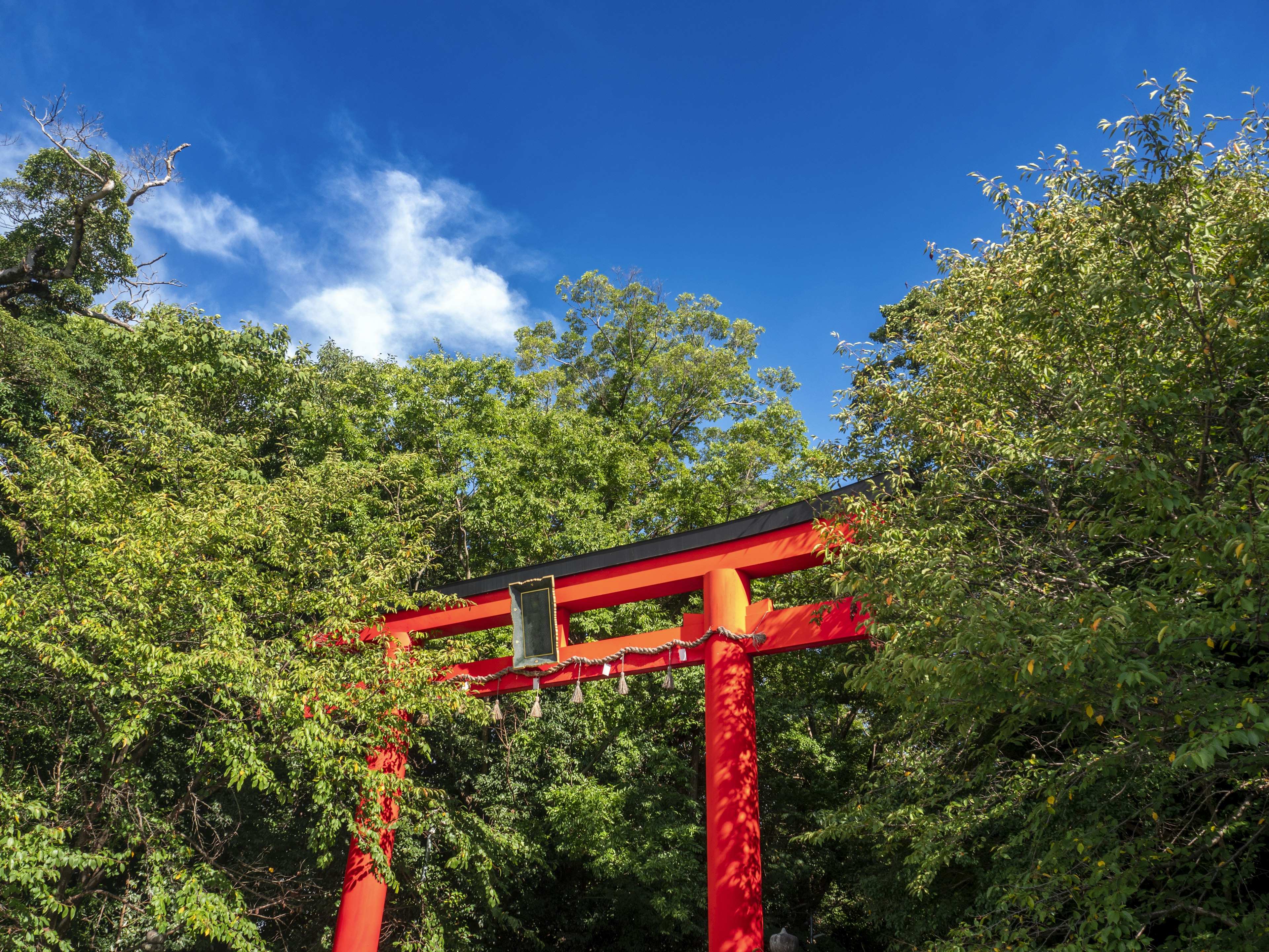 Cổng torii đỏ bao quanh bởi cây xanh và bầu trời xanh