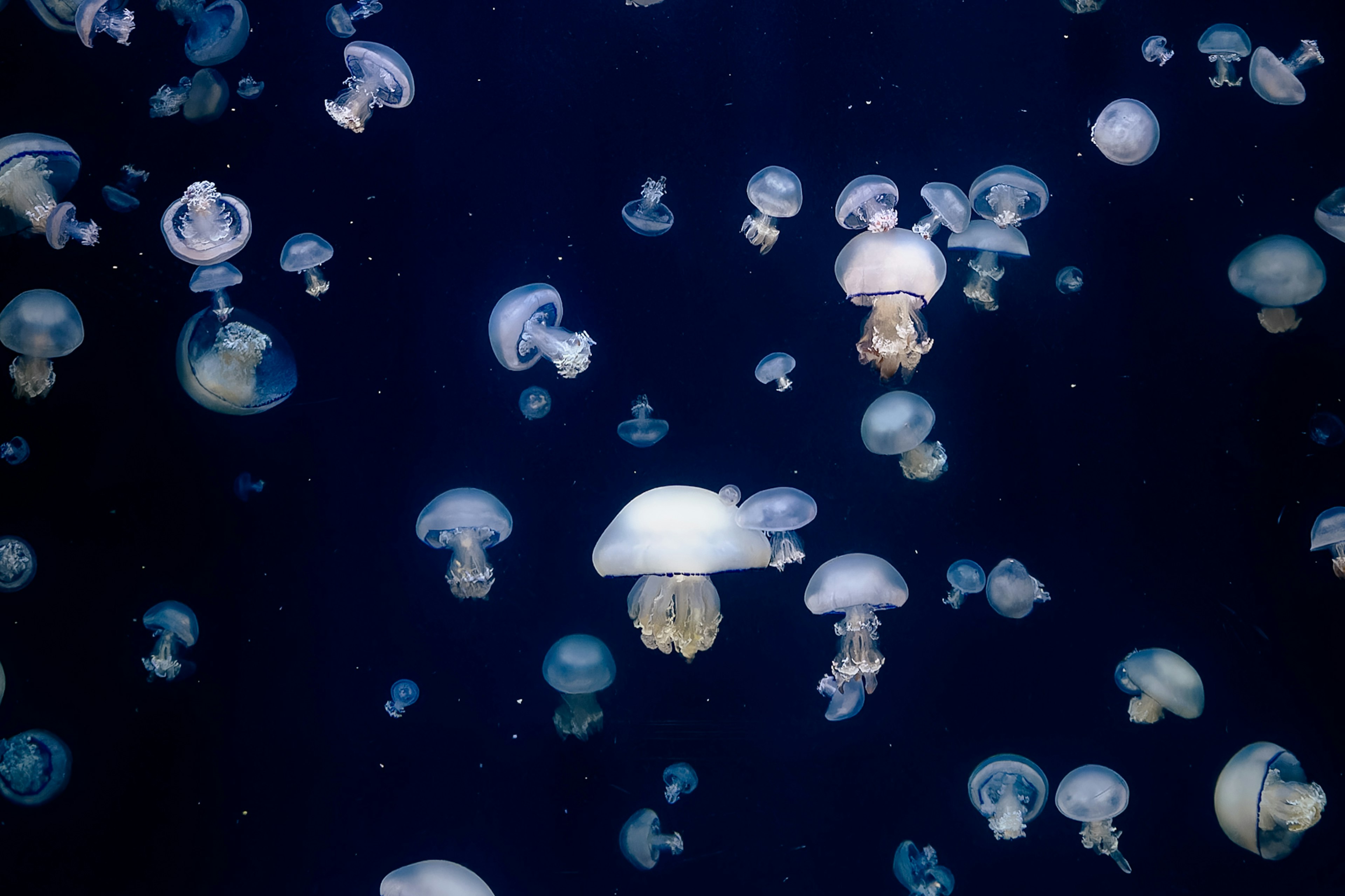 青い背景に浮かぶ多くのクラゲの群れ