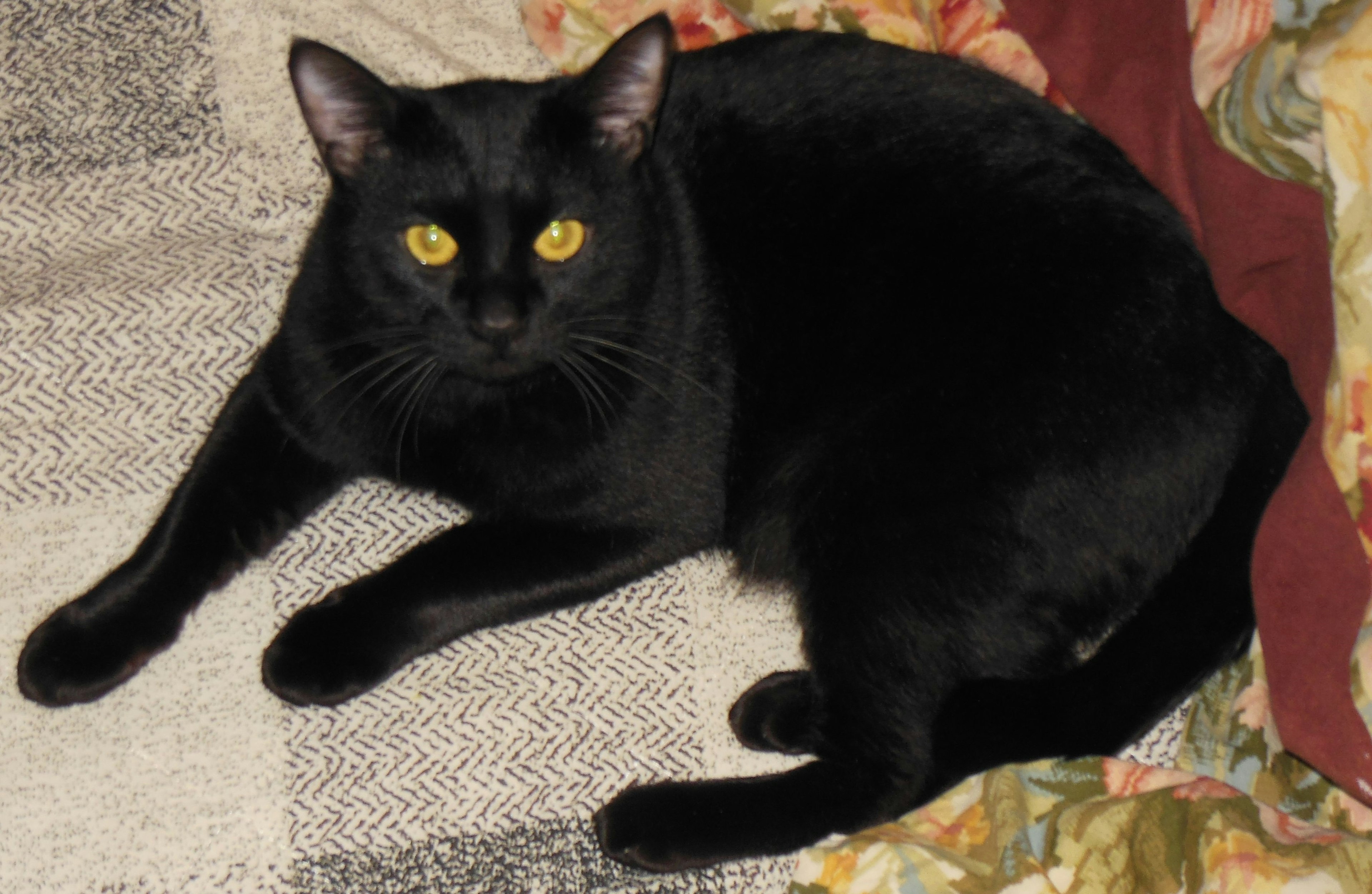 Black cat resting on a sofa with yellow eyes