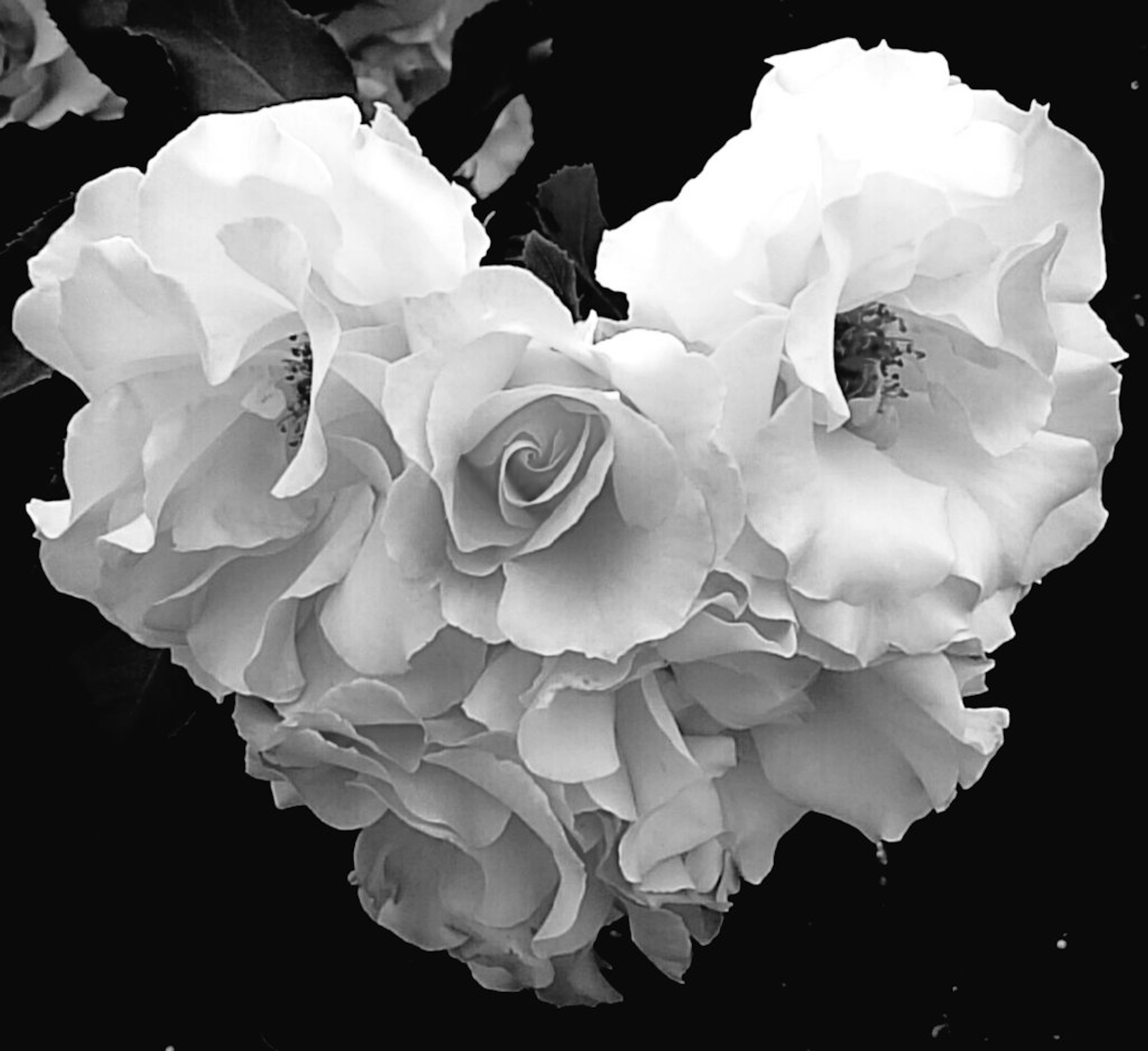 Un arrangement en forme de cœur de roses blanches en noir et blanc