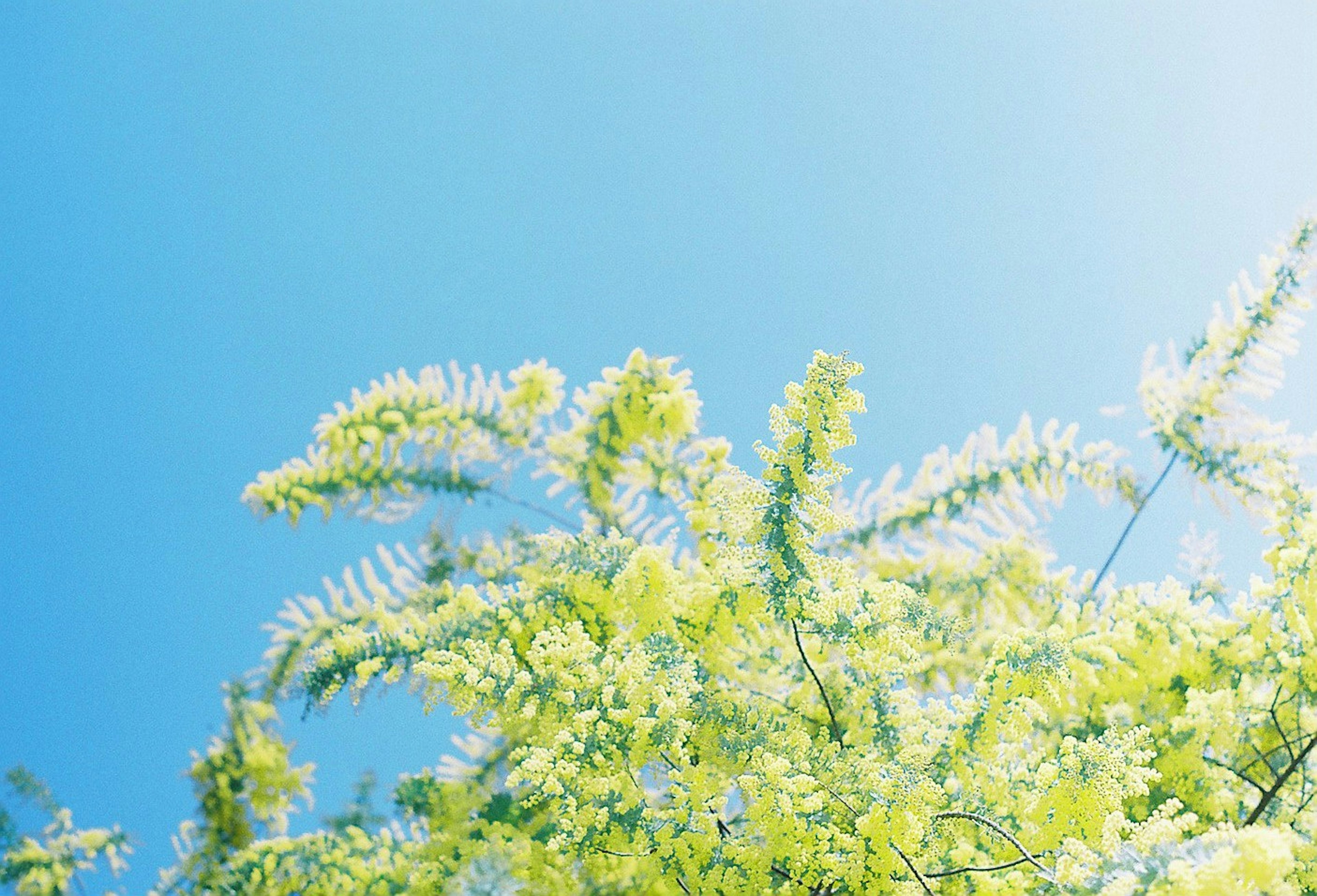 青空の下に広がる緑の葉と花のクローズアップ