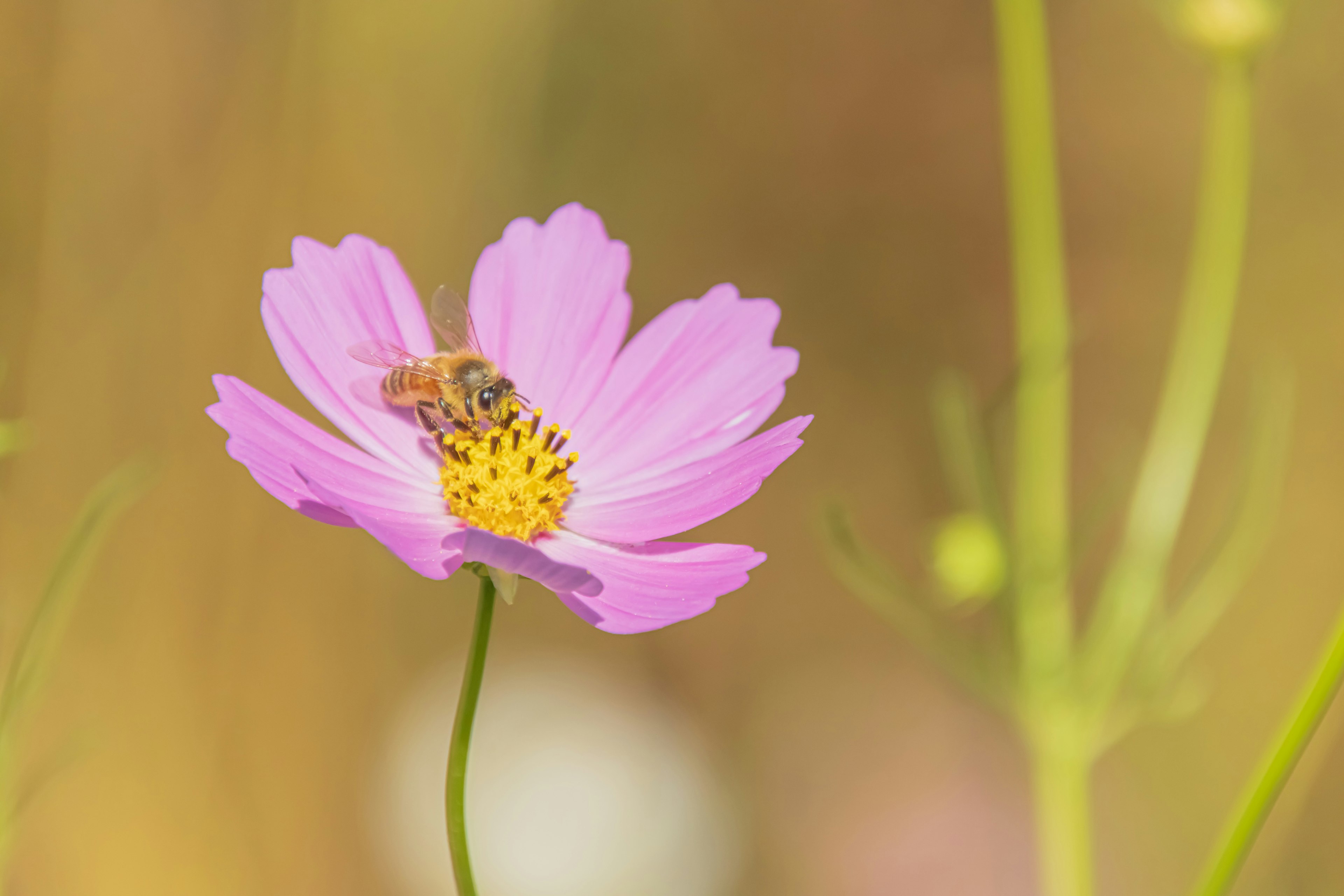 花の上にいるミツバチの写真 ピンクの花と黄色の中心