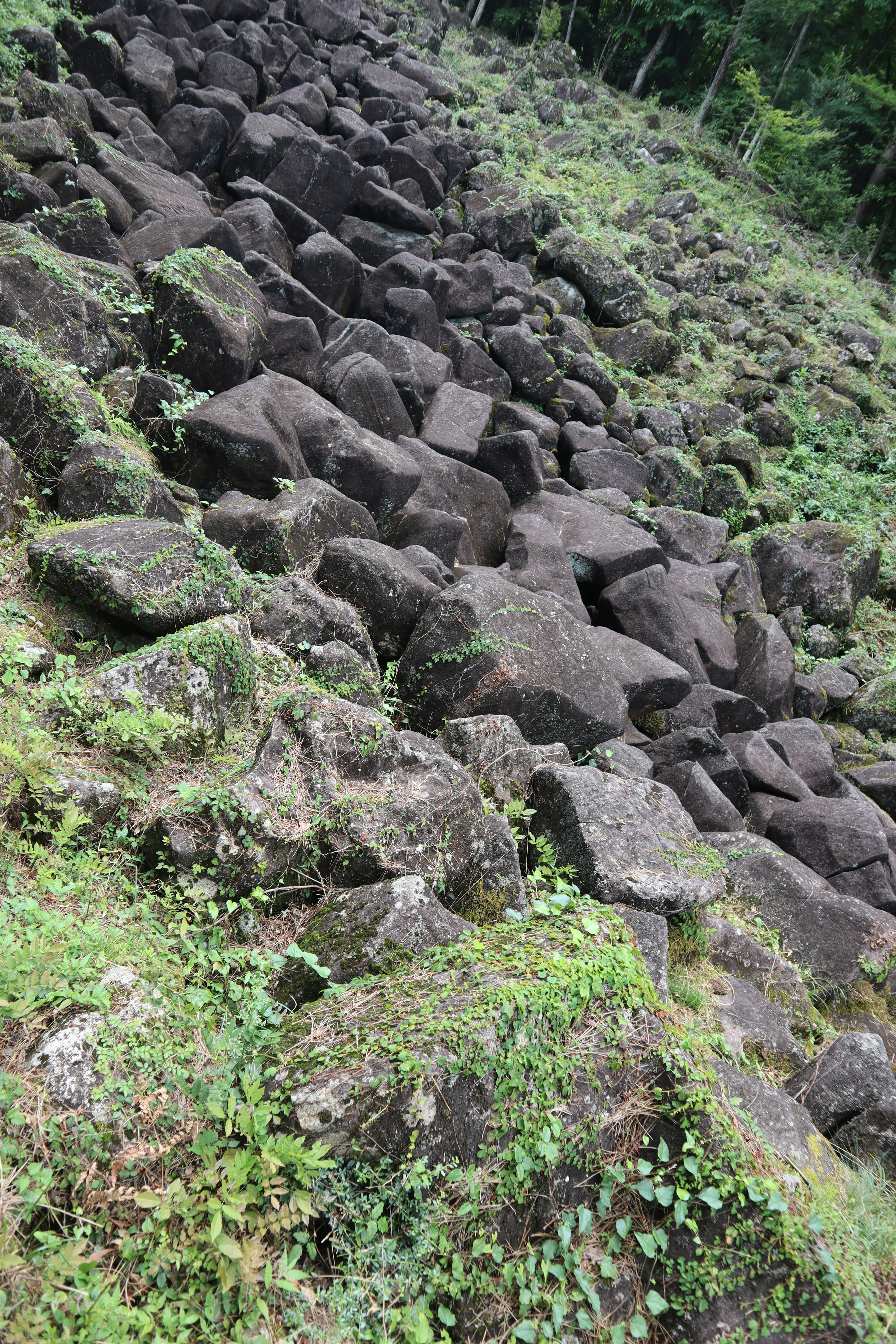 Paysage de rochers empilés recouverts de végétation verte