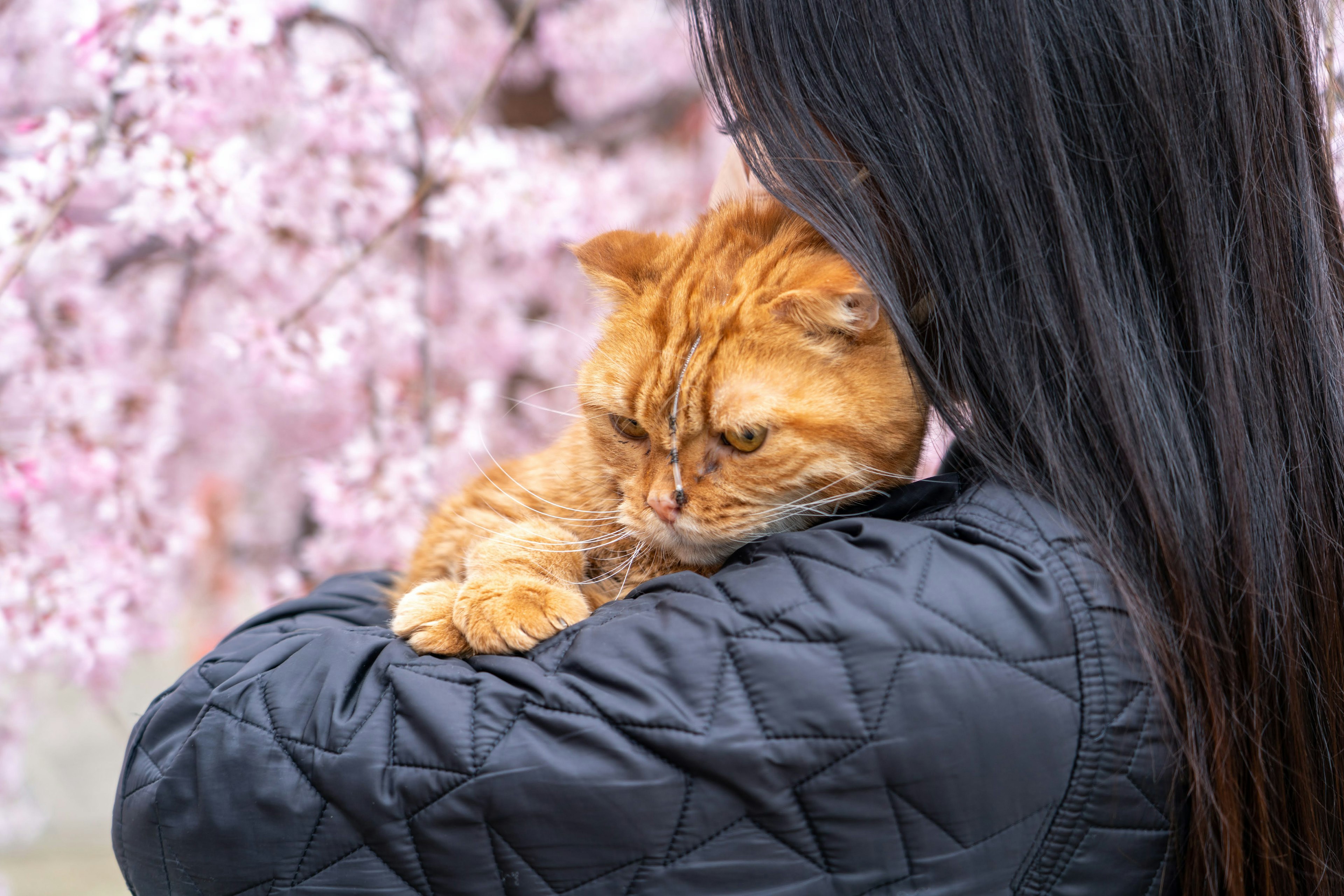 桜の背景にオレンジ色の猫を抱く女性の後ろ姿