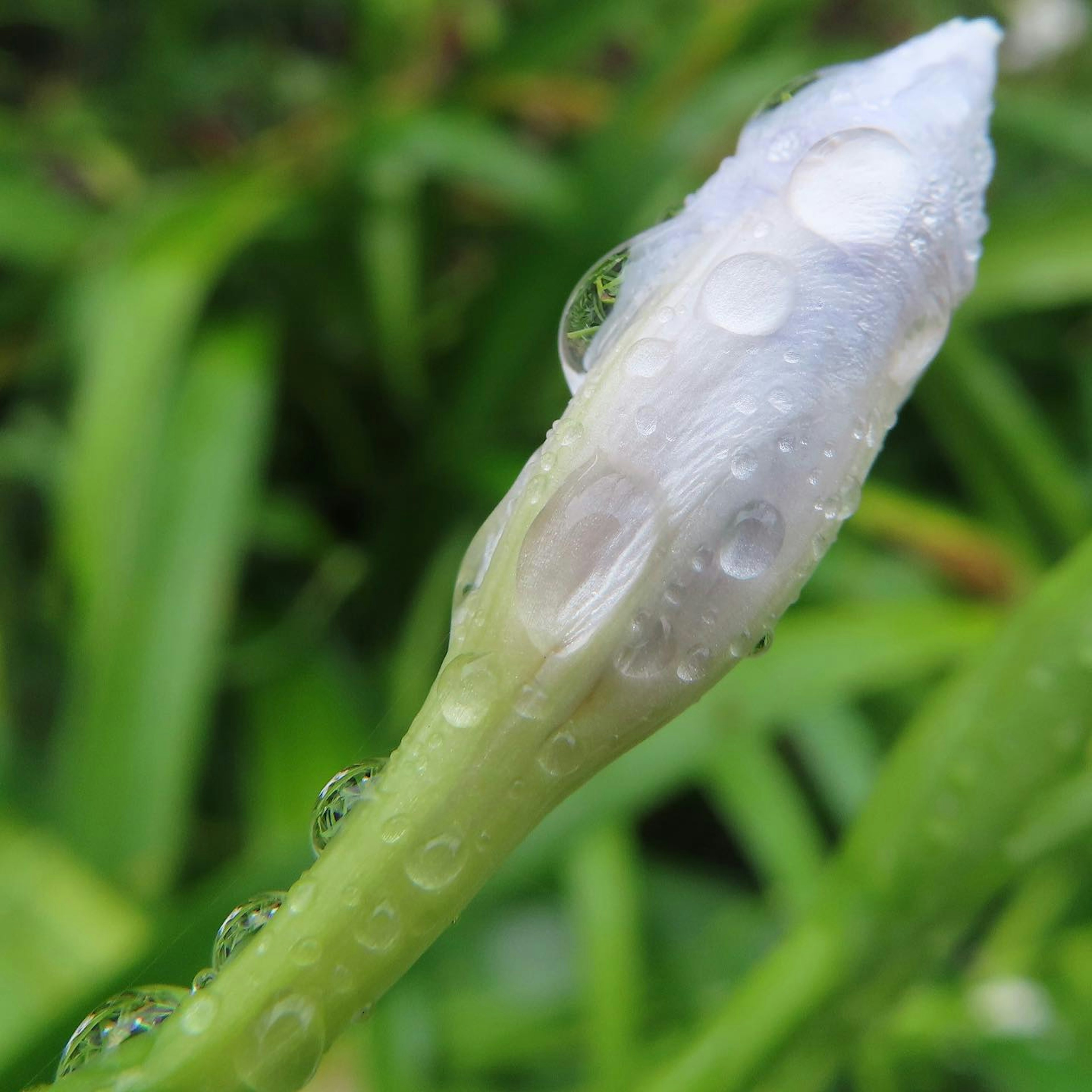 白色花蕾特寫，帶有水滴和綠色葉子