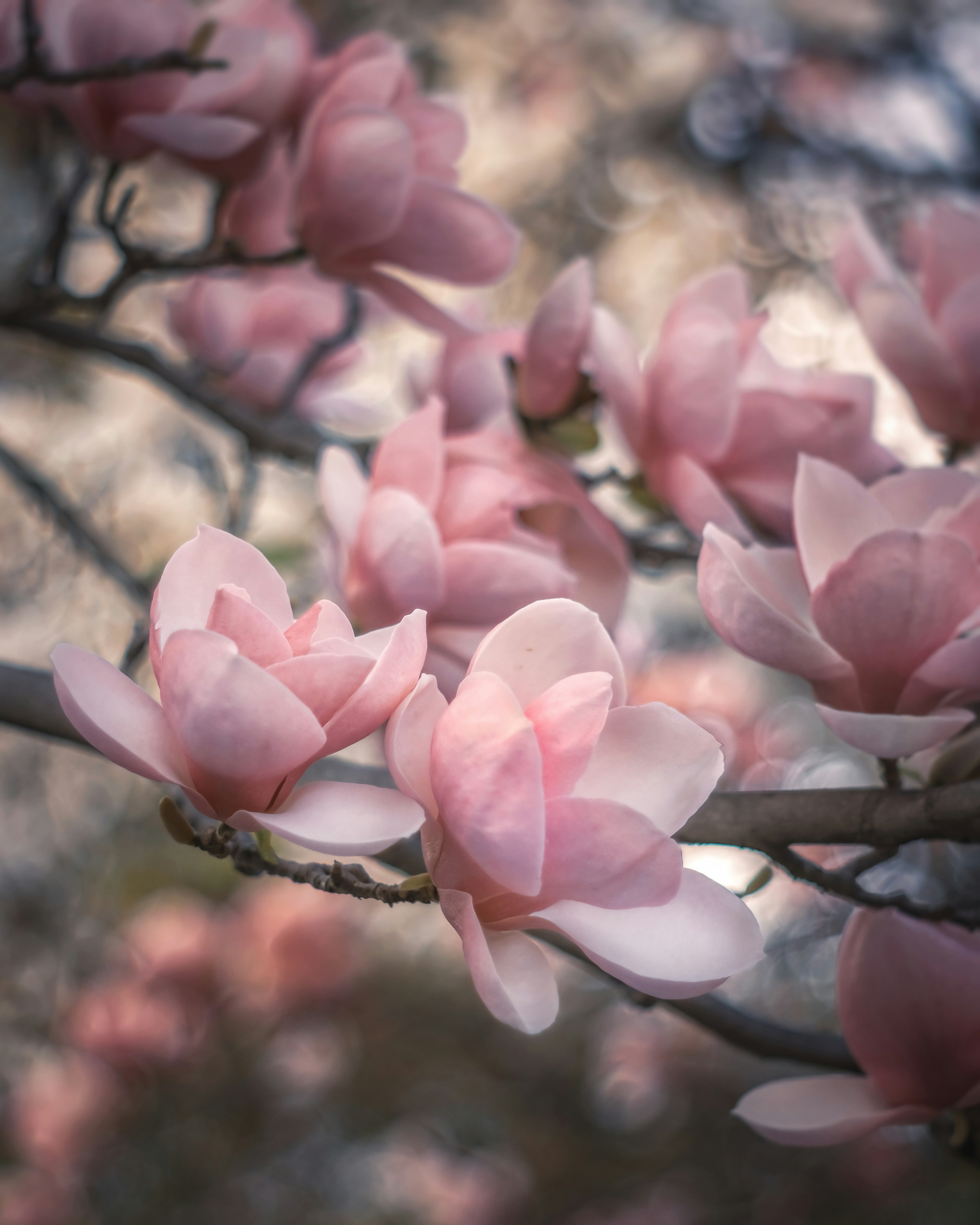 Close-up of pale pink magnolia flowers blooming on branches