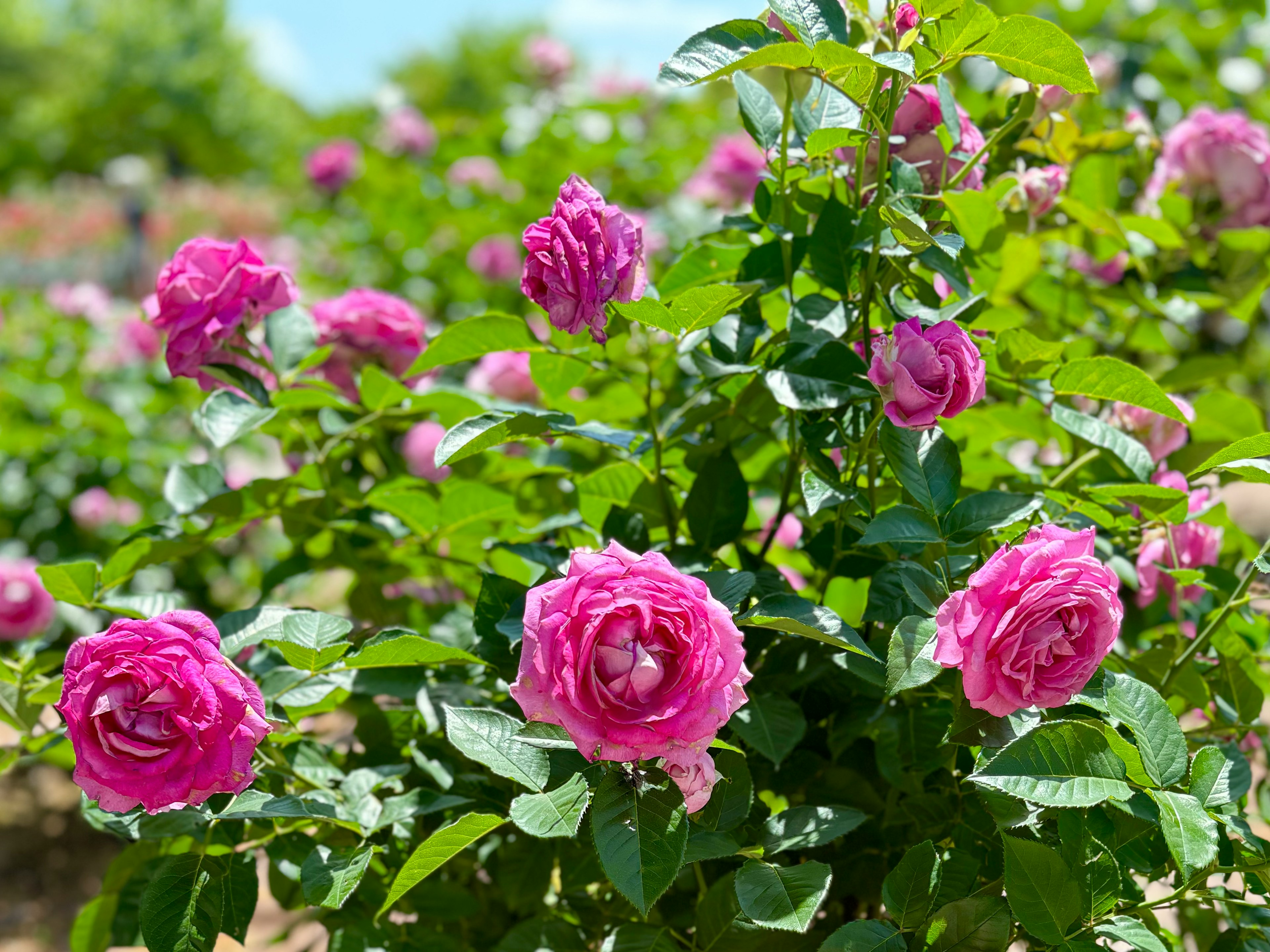 Bellissime rose rosa che sbocciano in un giardino