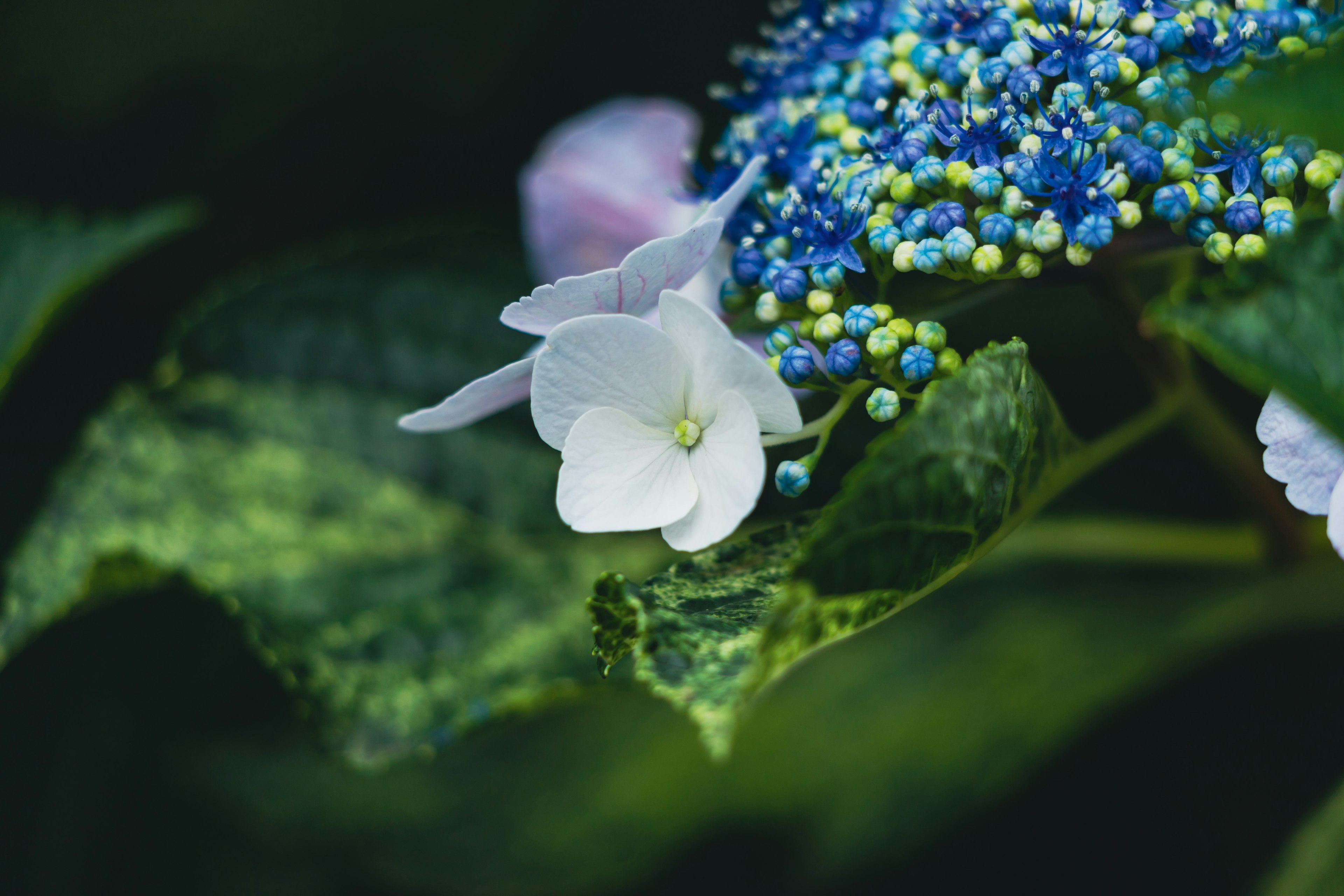 白い花と青い装飾の葉を持つ植物のクローズアップ