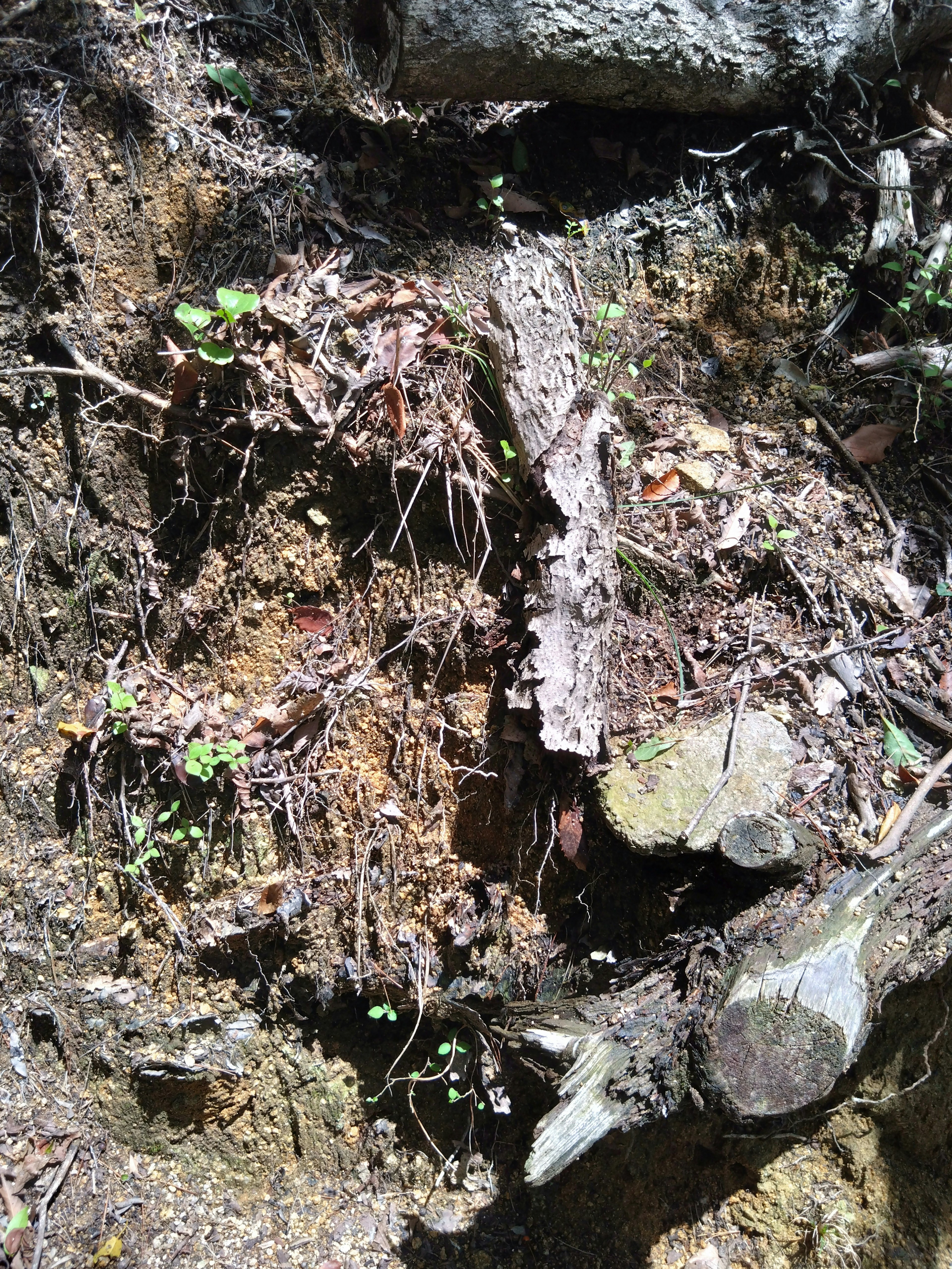 Close-up of soil and small plants growing around tree roots