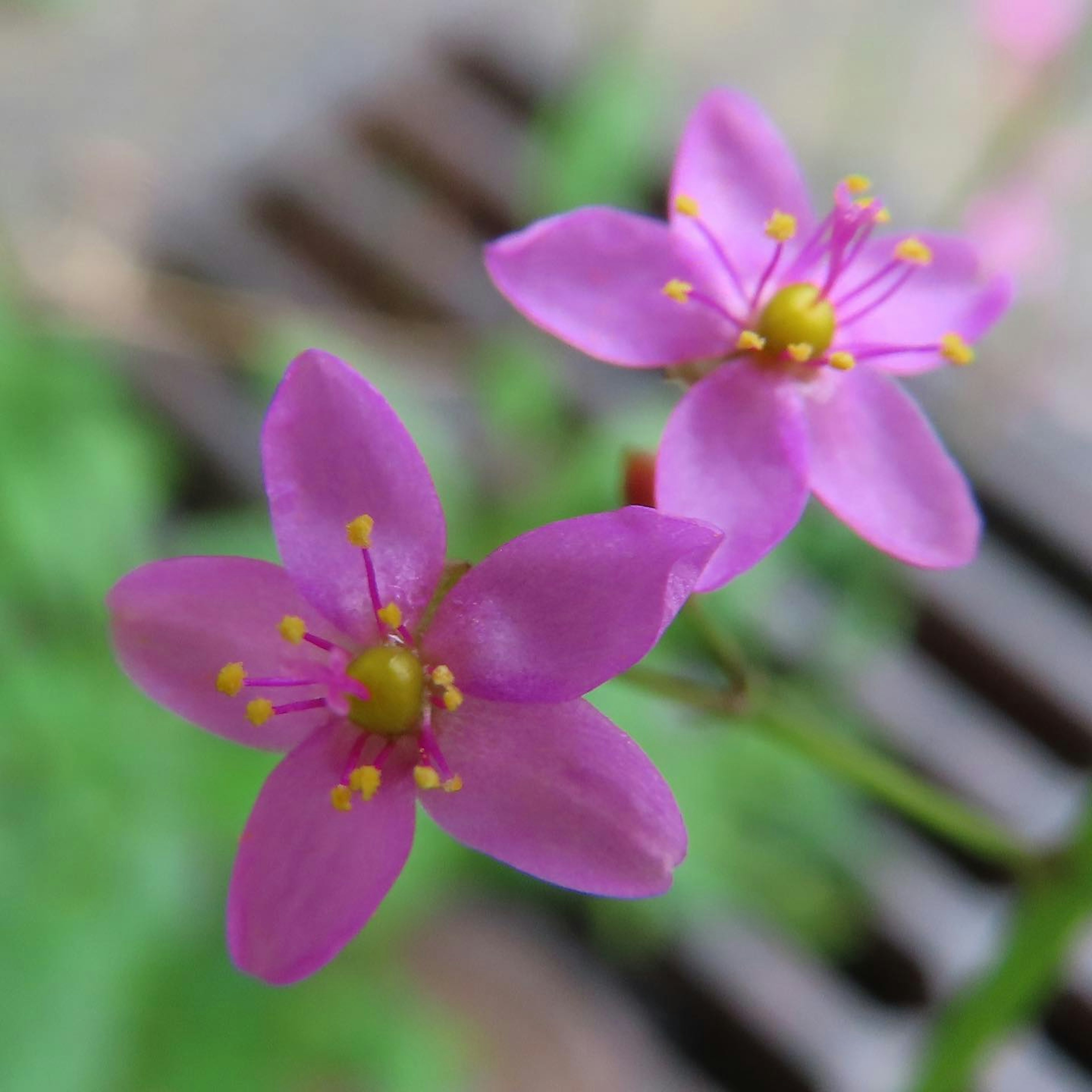 Zwei lebhafte rosa Blumen mit gelben Zentren in Nahaufnahme