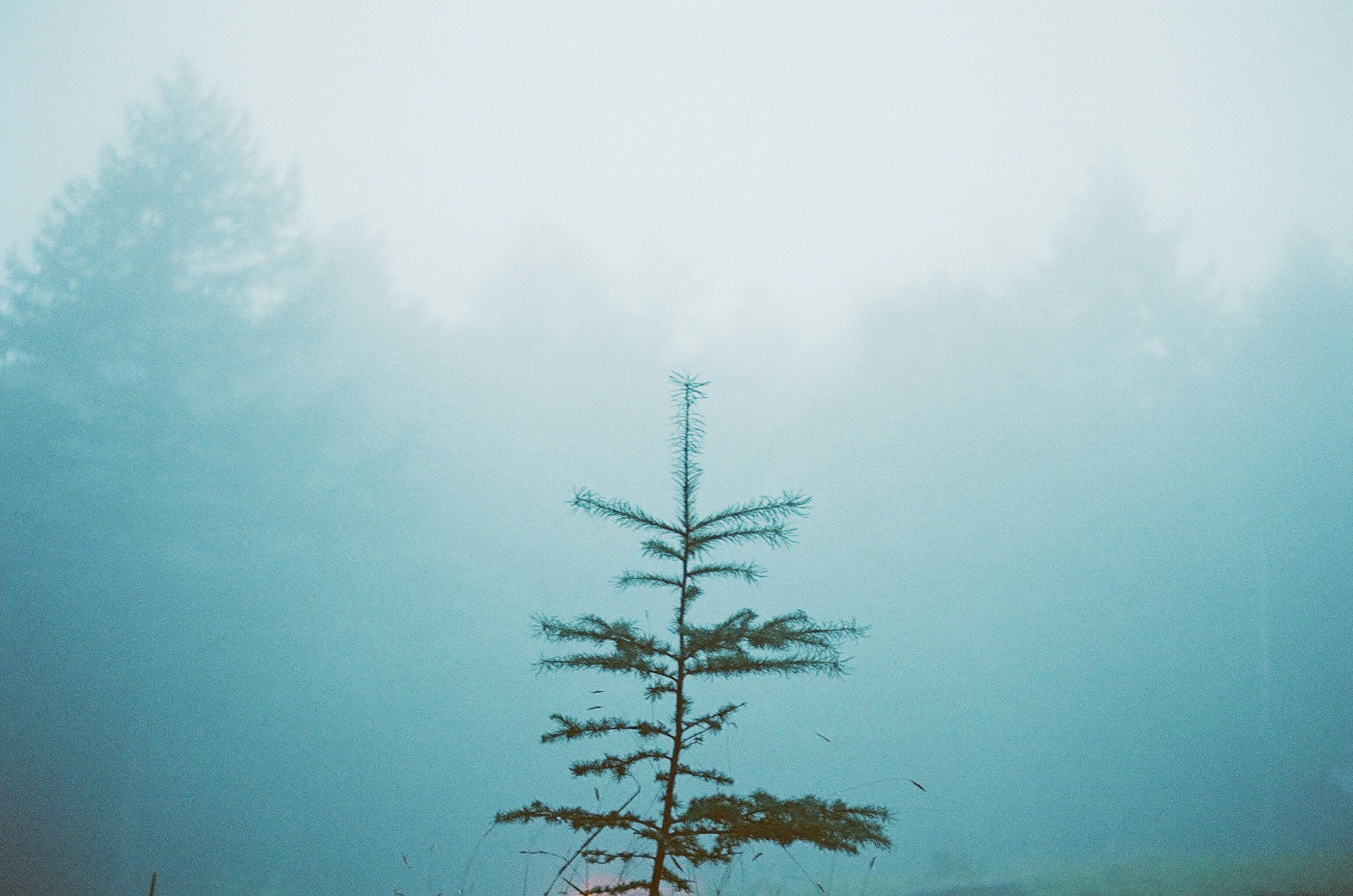 Un arbre solitaire se tenant dans des conditions brumeuses créant une atmosphère sereine et mystérieuse