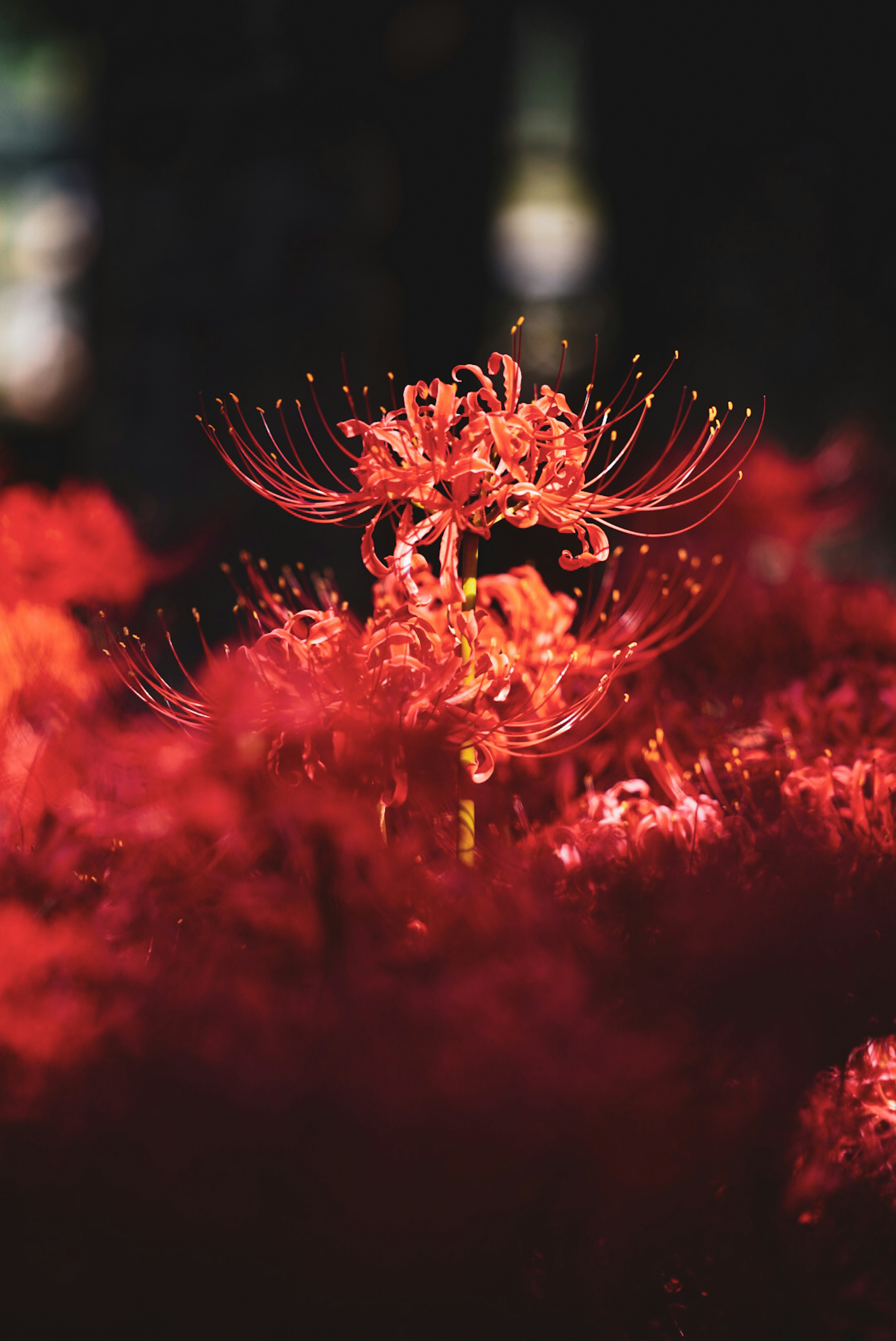 Nahaufnahme einer roten Blume, die ihre feinen Blütenblätter hervorhebt