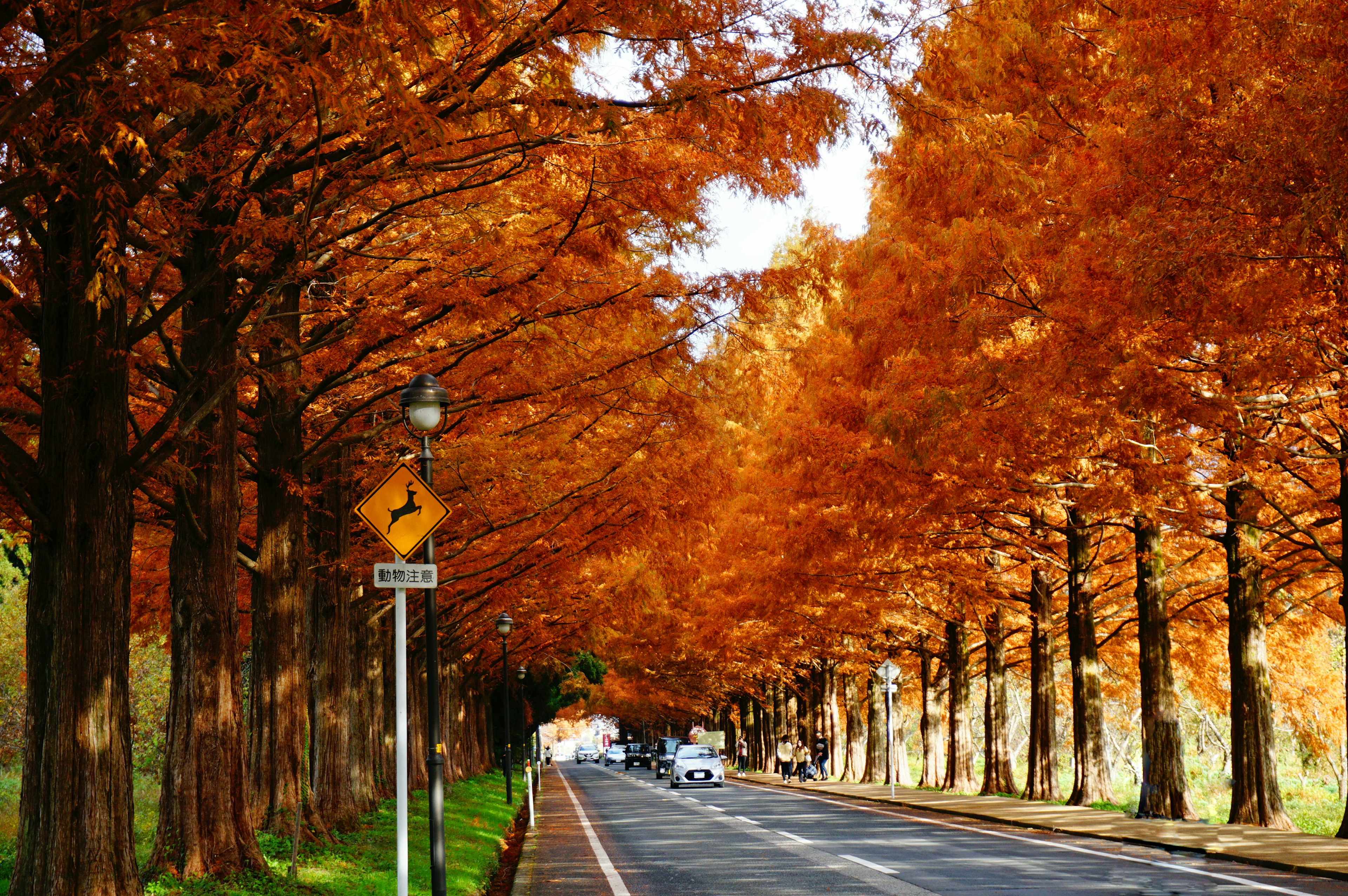 Scenic road lined with vibrant orange trees in autumn