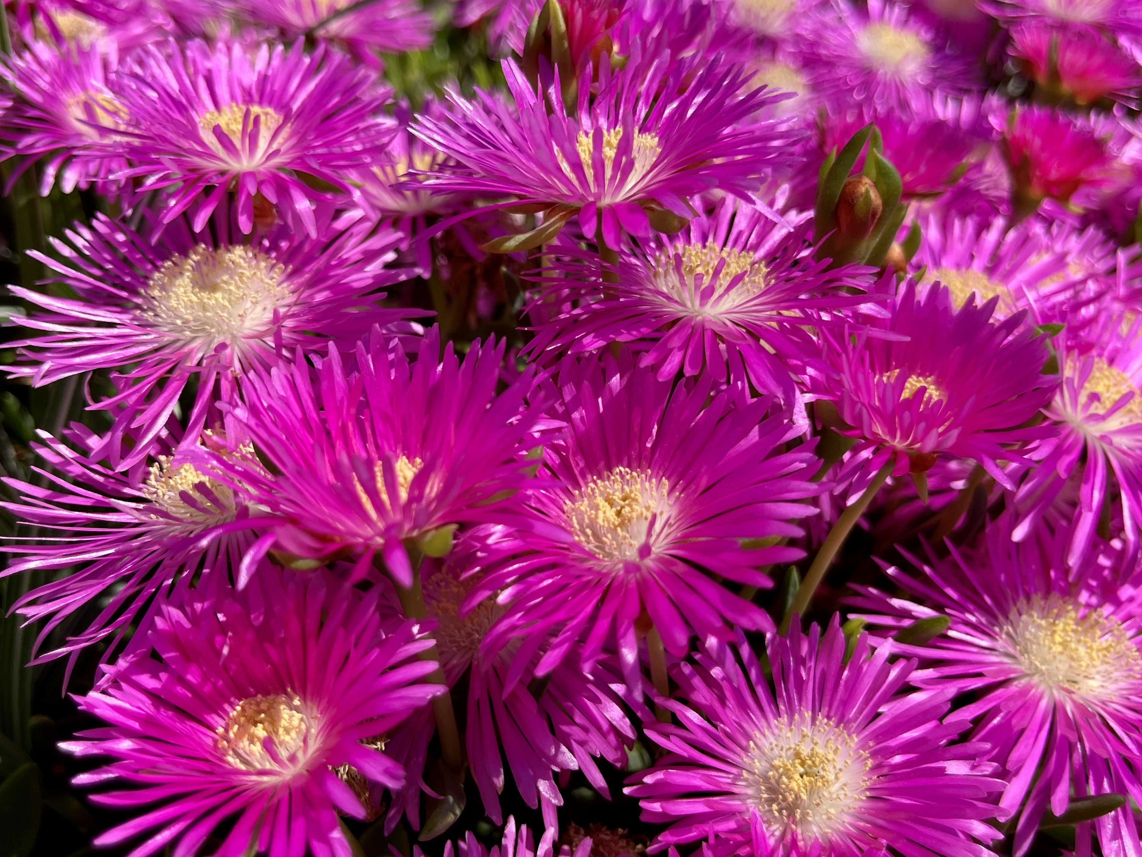 鮮やかな紫色の花々が咲いている様子