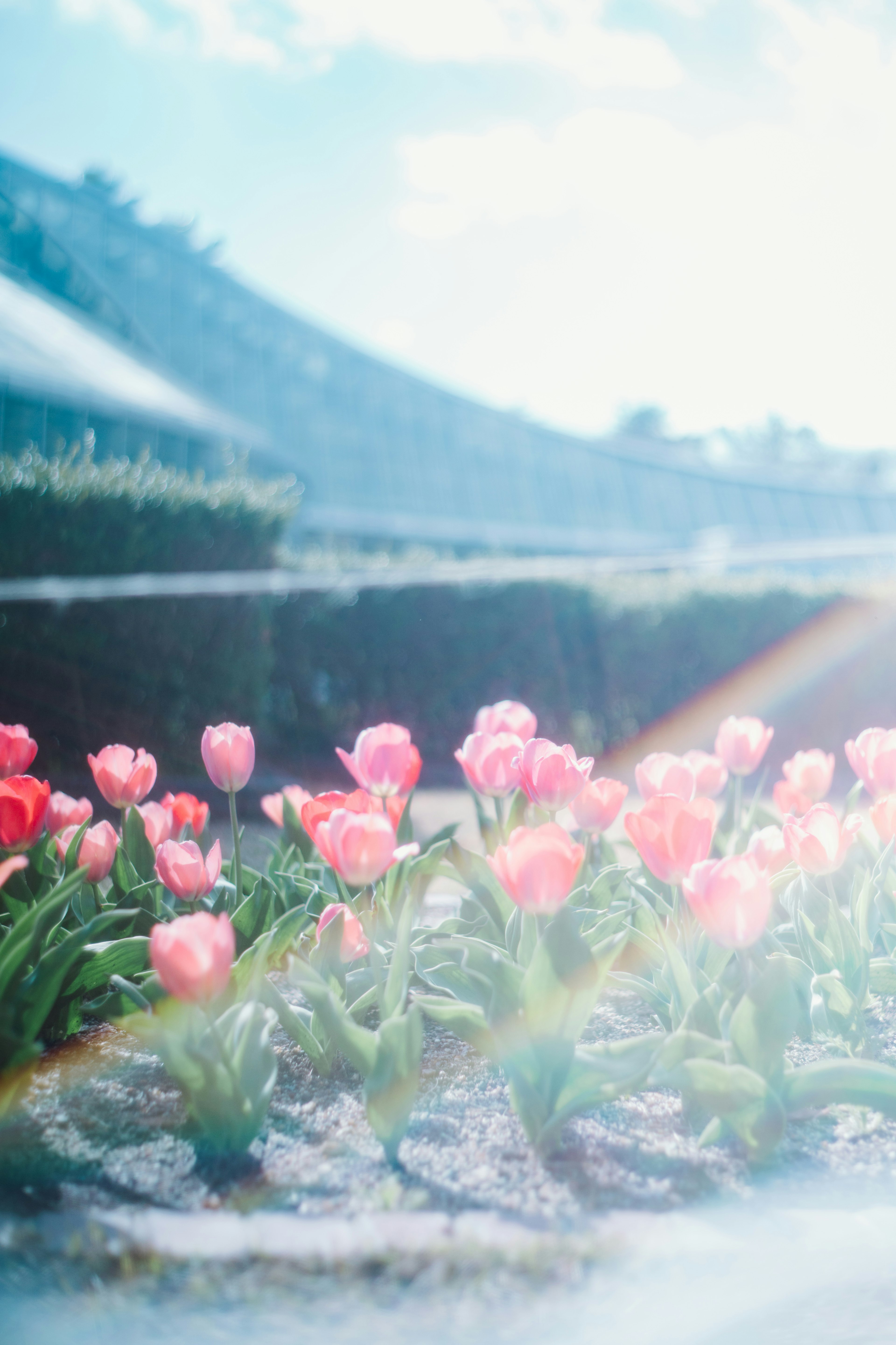 Pemandangan cerah dengan tulip merah muda yang mekar